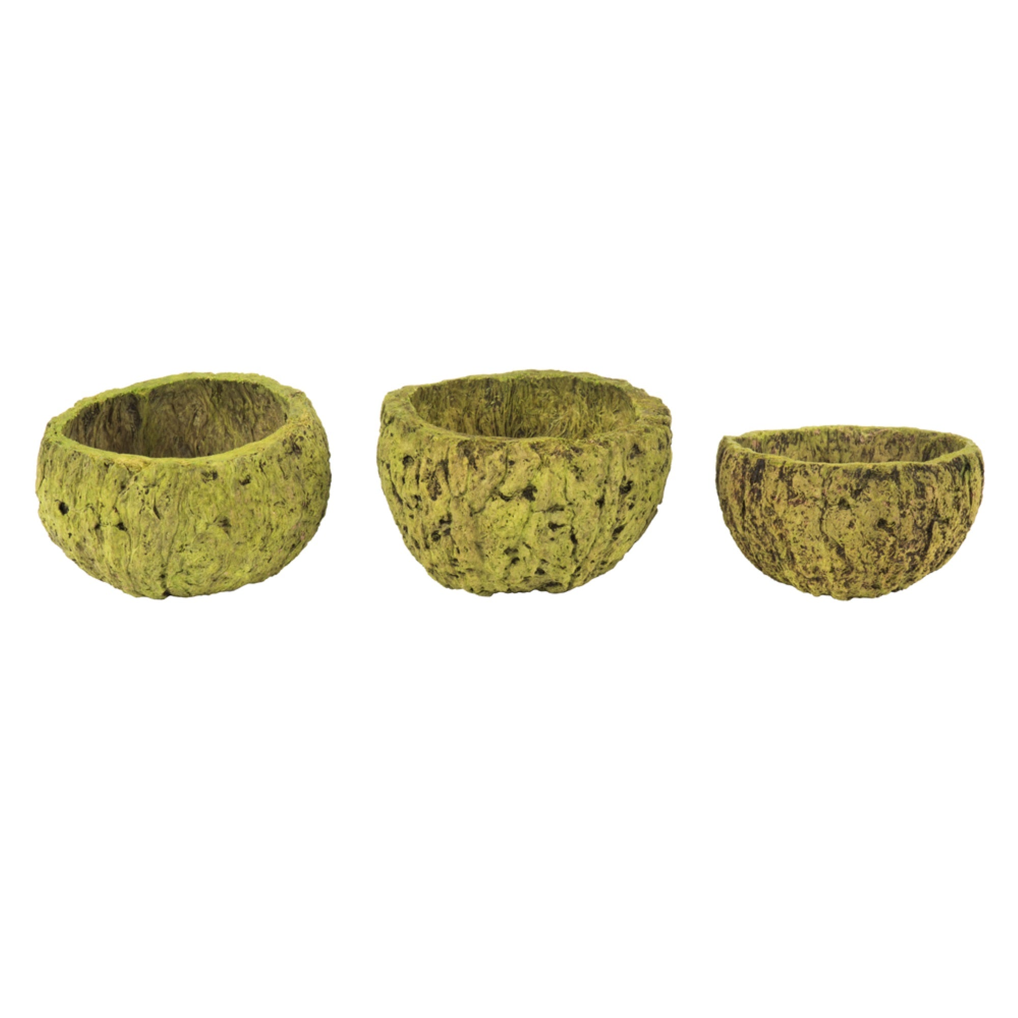 3” Basil Mayan Coconut 10/Pk