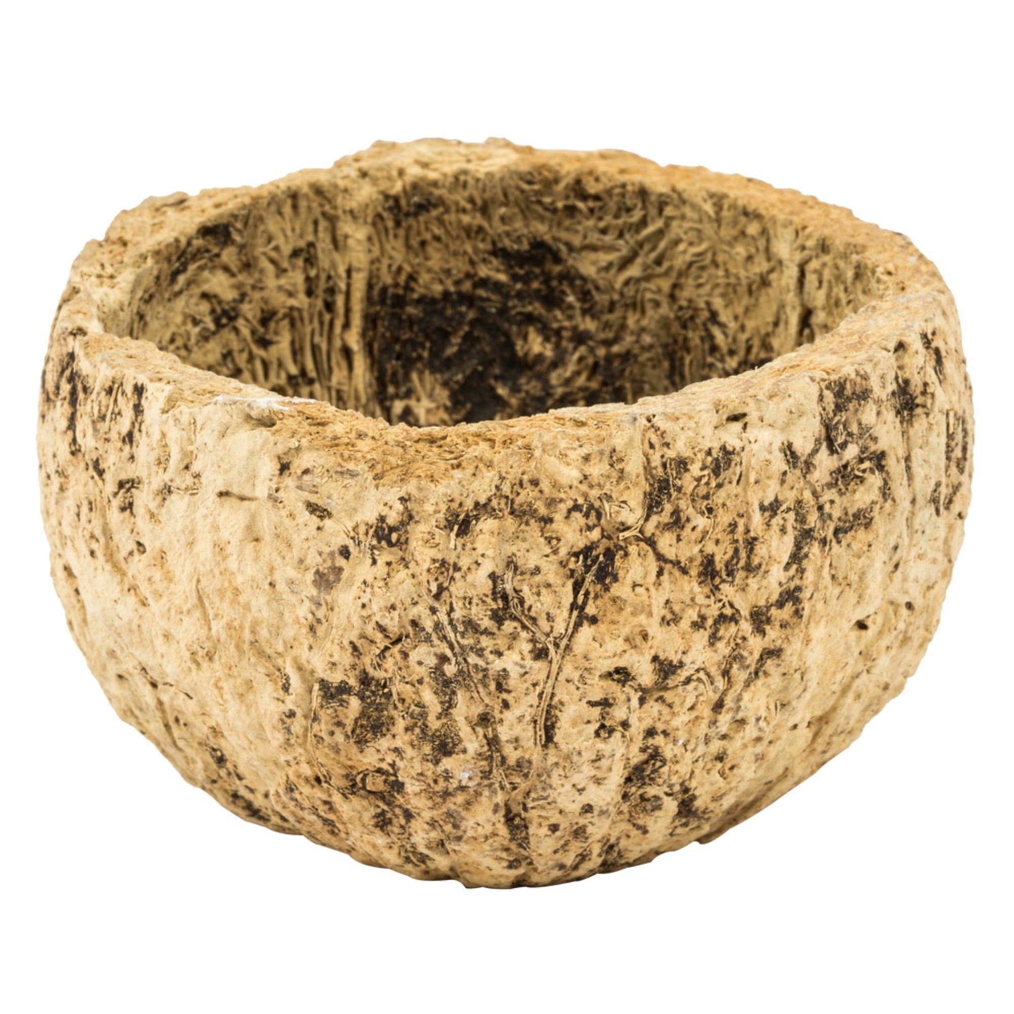 3” Half Bleached Mayan Coconut 10/Pk