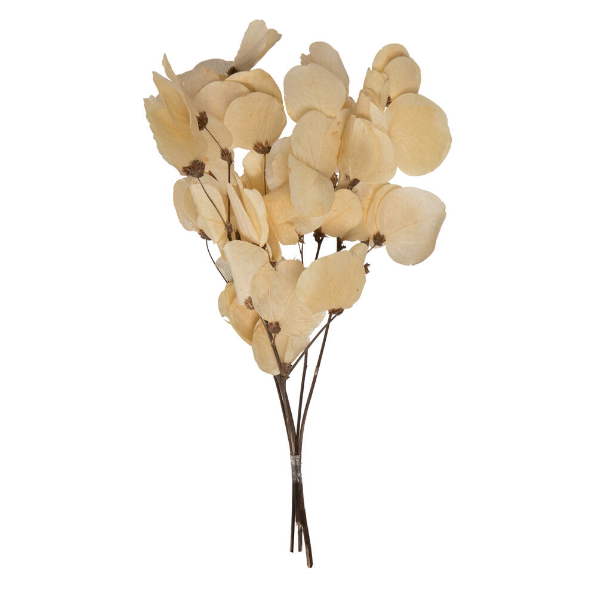 Vickerman 13.5-17” Bleached Dried Moneta Leaf on Twig Bundle Preserved.
