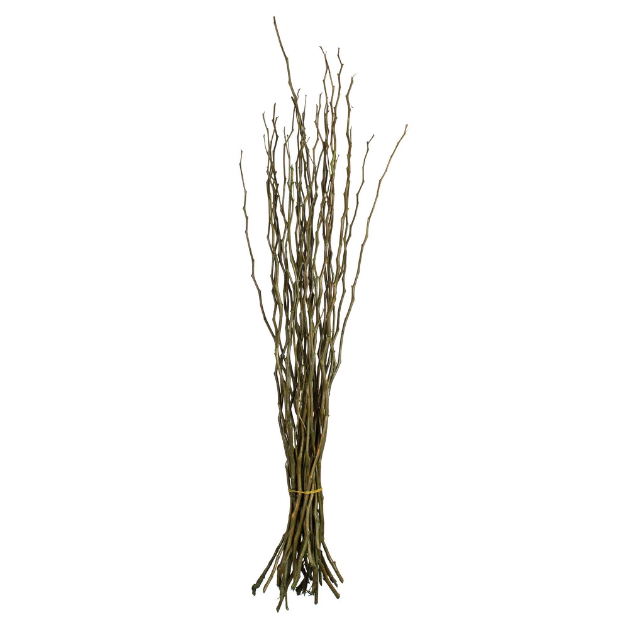 35-40” Basil Moneta Branches 8oz
