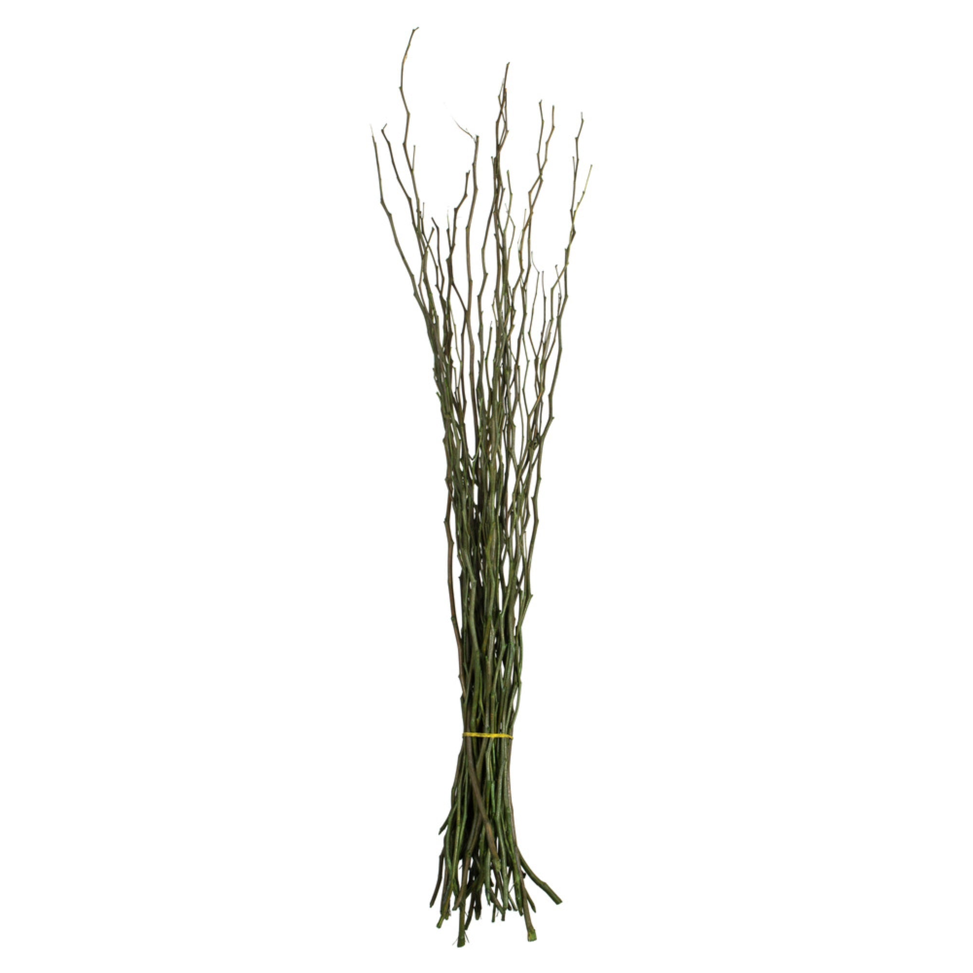 35-40” Green Moneta Branches 8oz