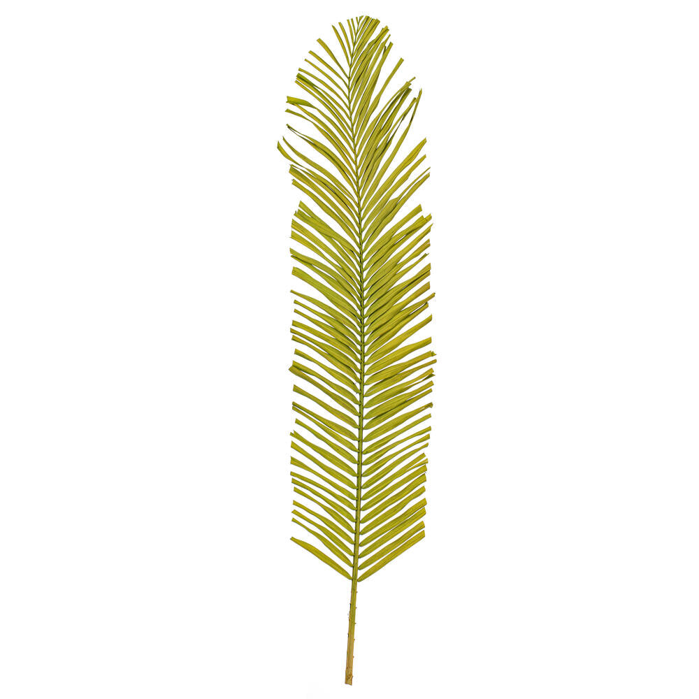 44” Basil Round Tip Palm Leaf 6/Bag