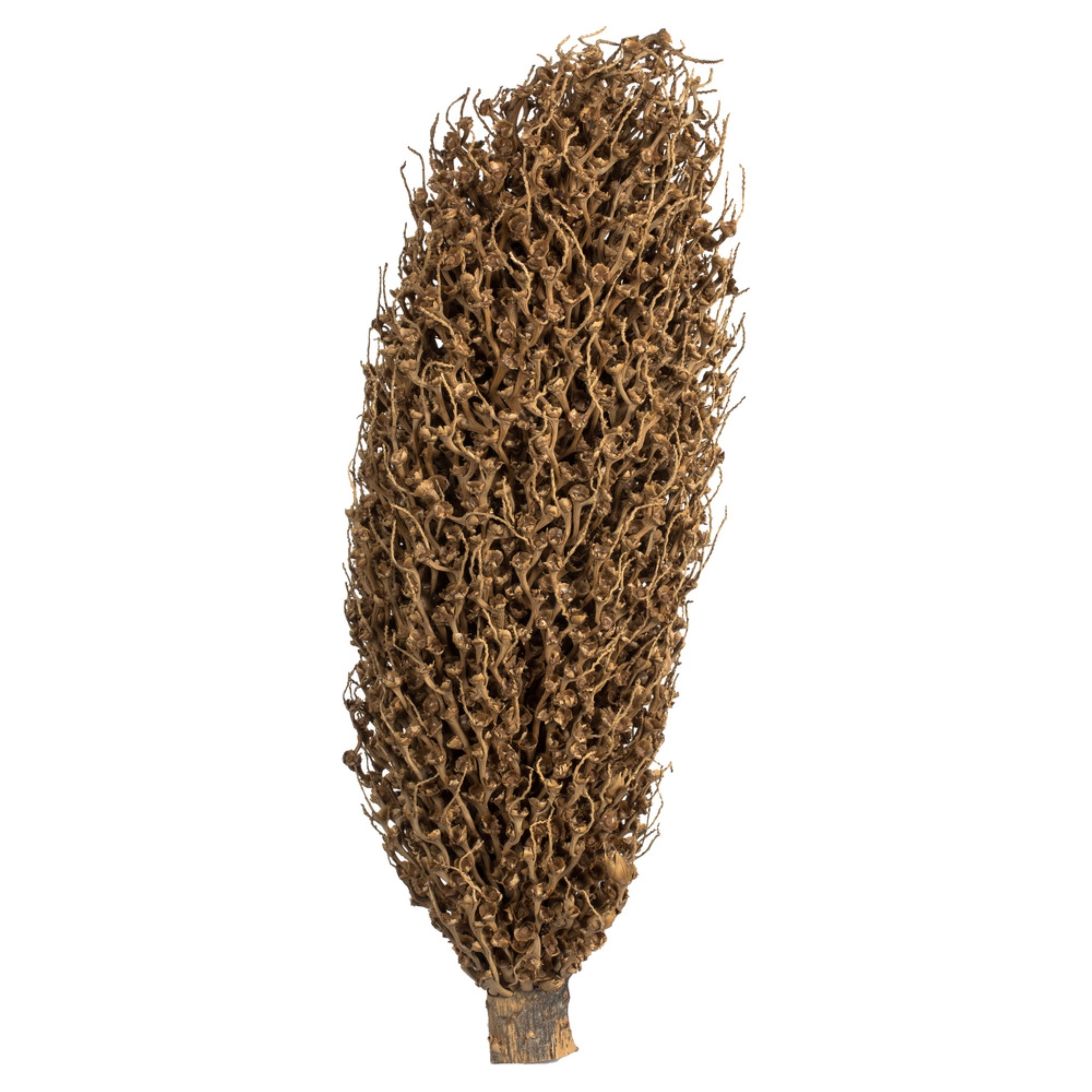 22 x 7” avg Natural Olympia Seed Pod