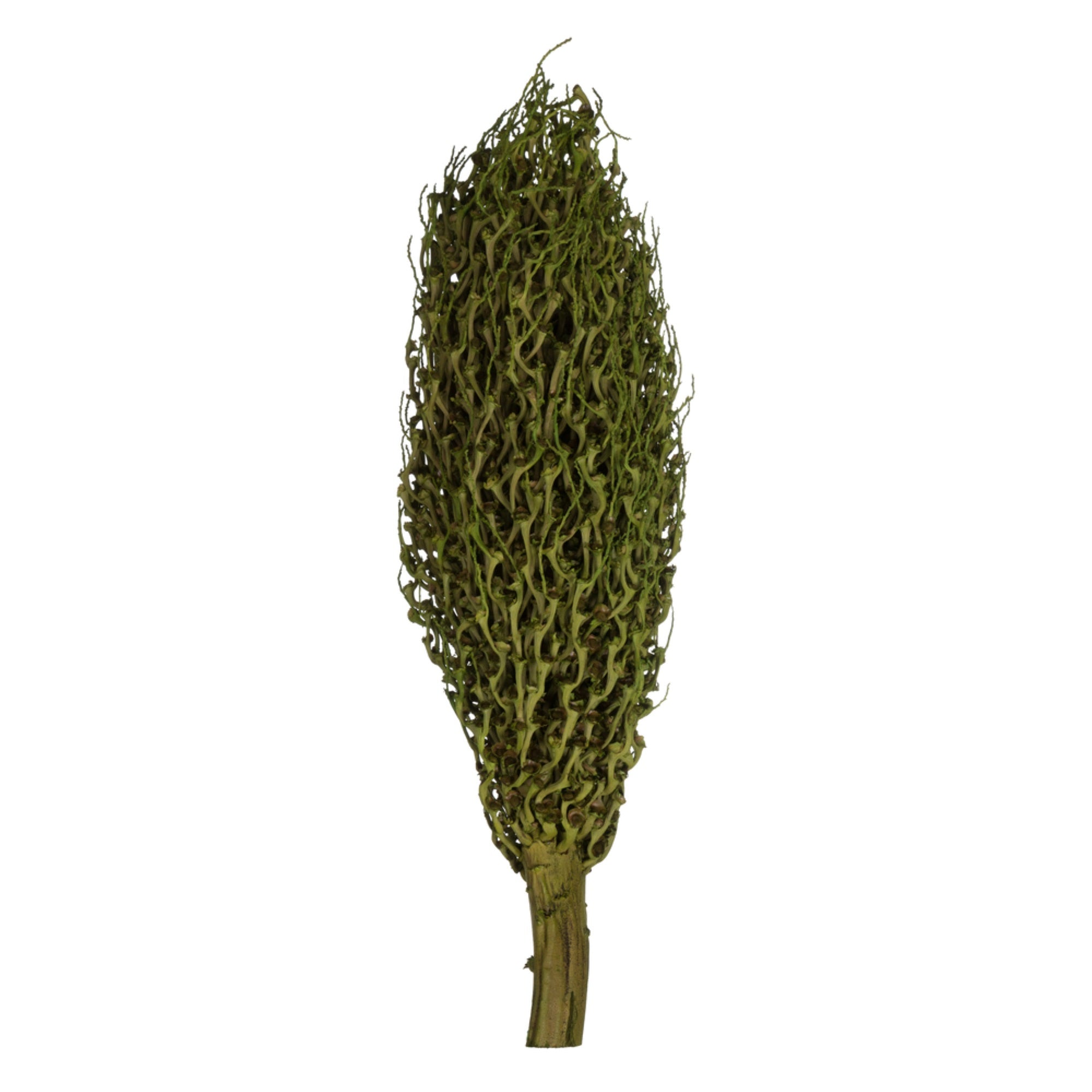 22 x 7” avg Foliage Grn Olympia Seed Pod