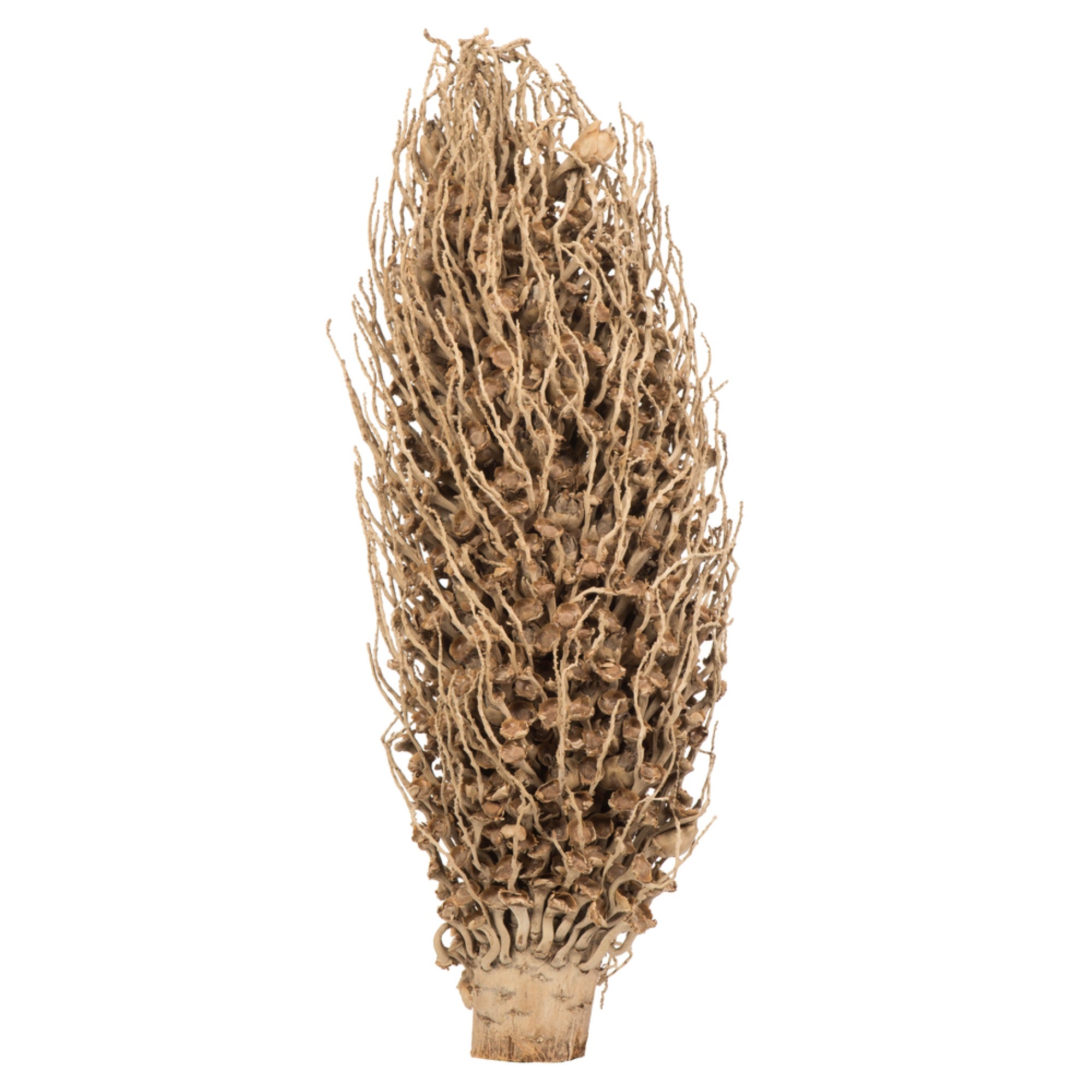 18 x 5” Natural Olympia Seed Pod
