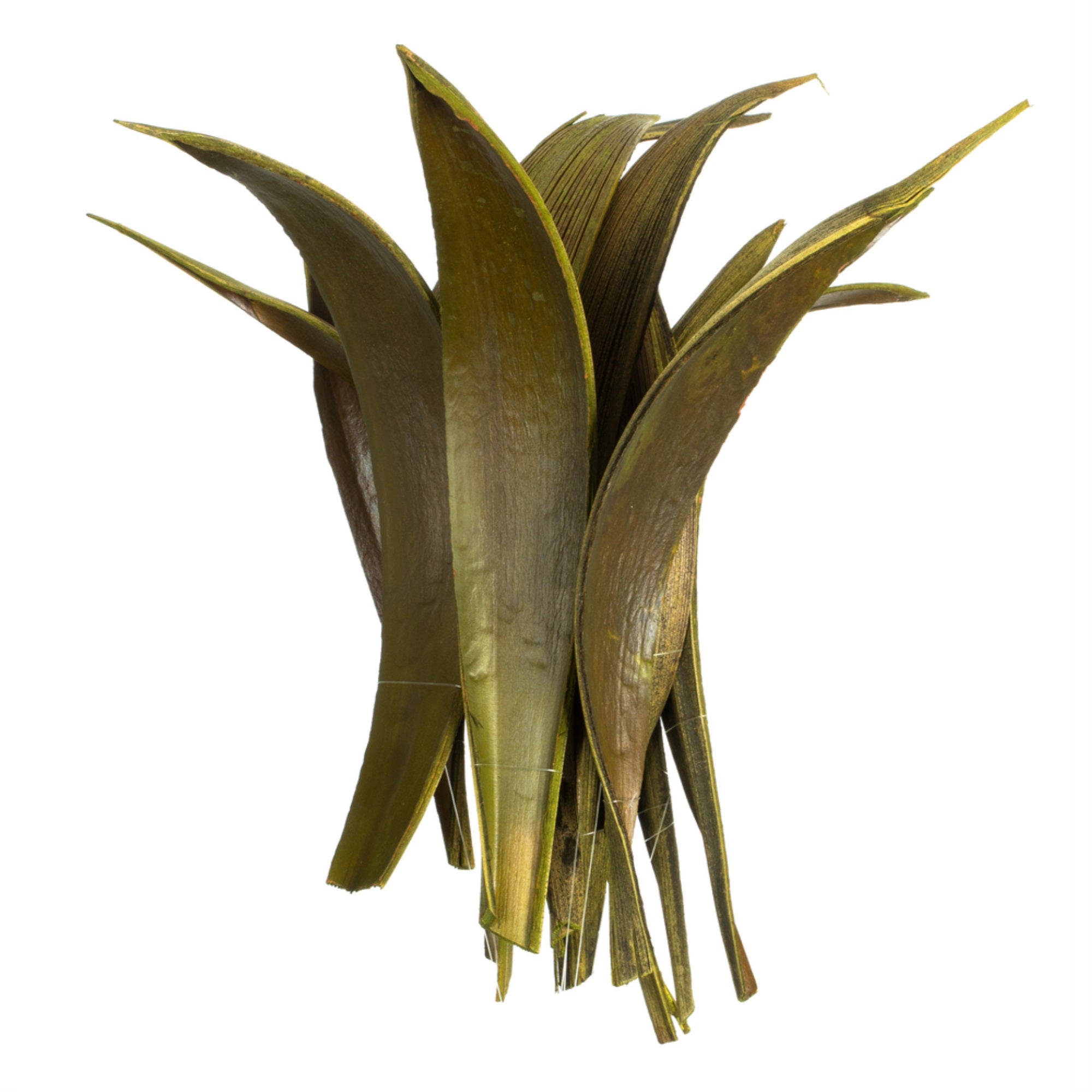 6-12” Basil Palm Paddles 32-37/Bag