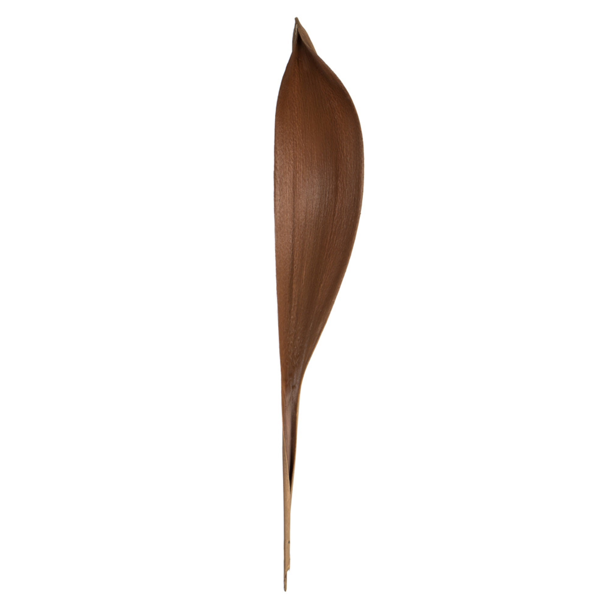 24-30” Natural Palm Paddle 3Pk