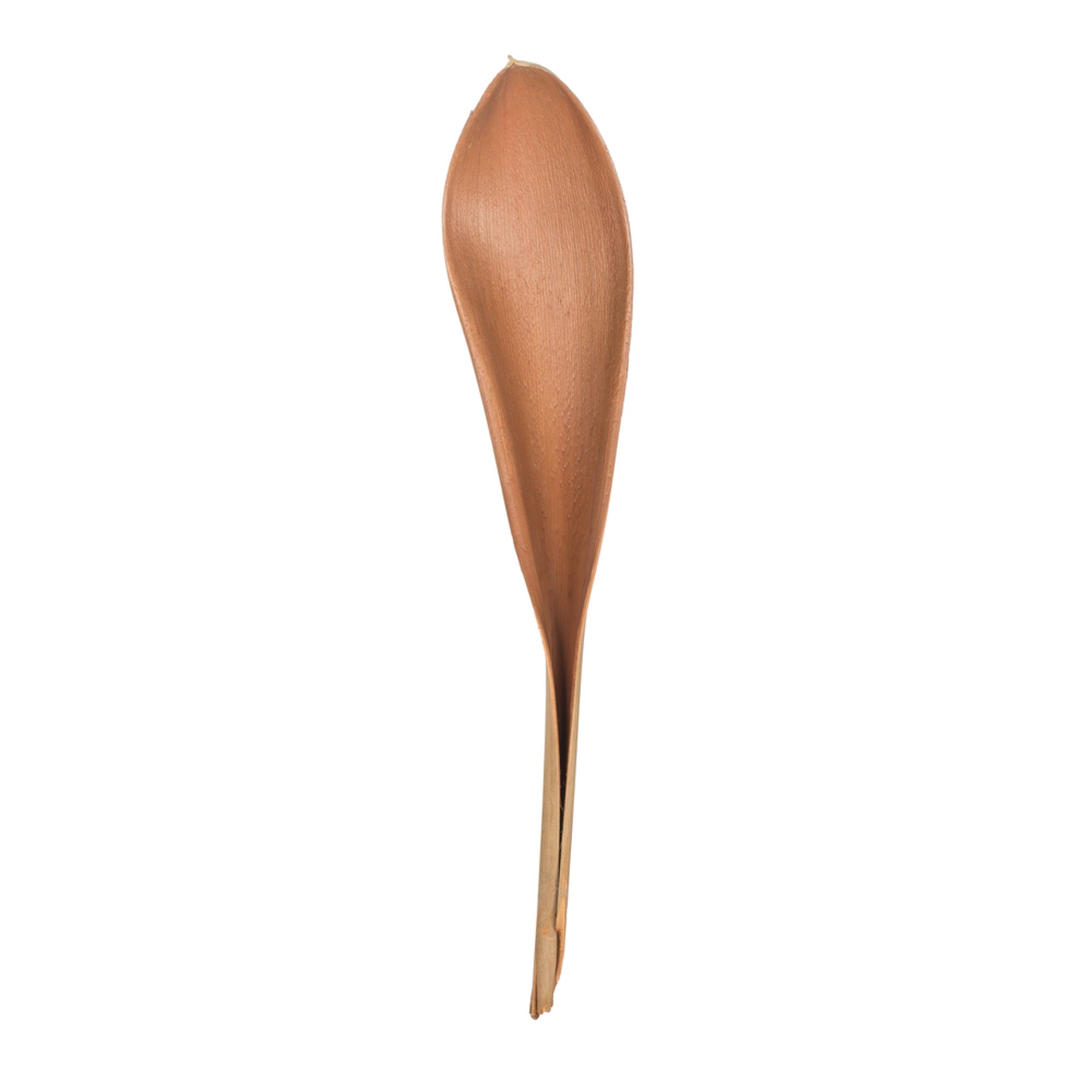 42-45” Natural Palm Paddle 2Pk