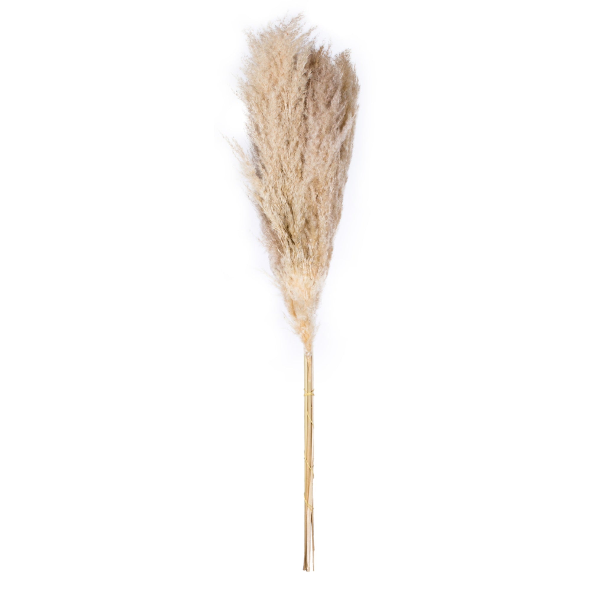 Vickerman 46” Dried Natural Pampas Grass, 6 pieces per Pack