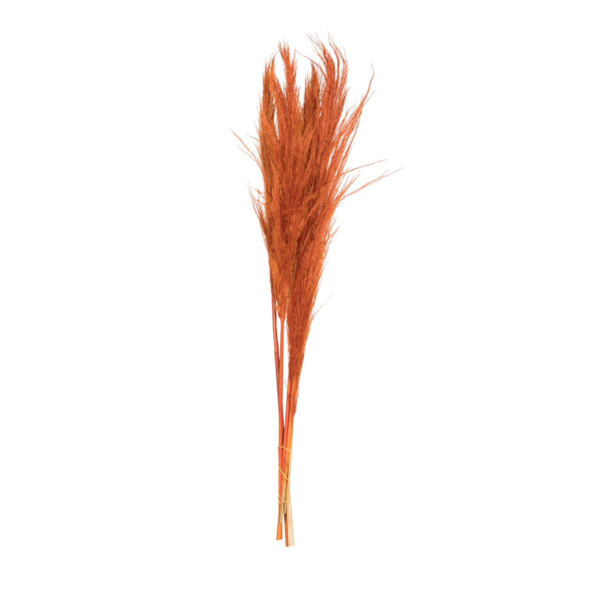 46” Orange Pampas Grass 6Pk