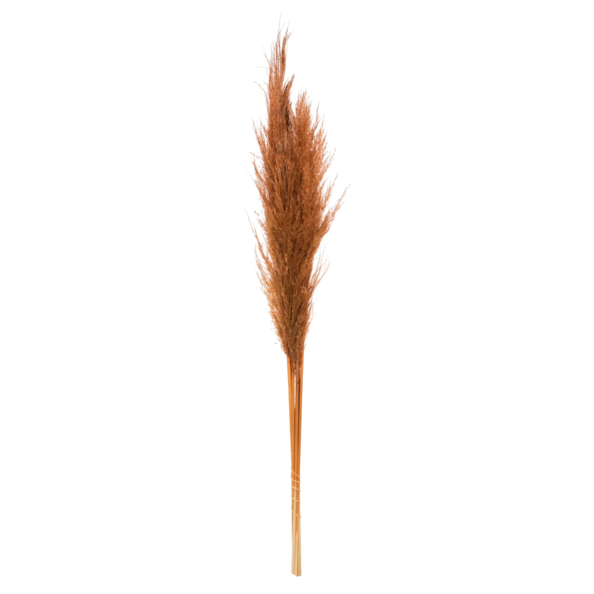 46” Mocha Brown Pampas Grass 6Pk