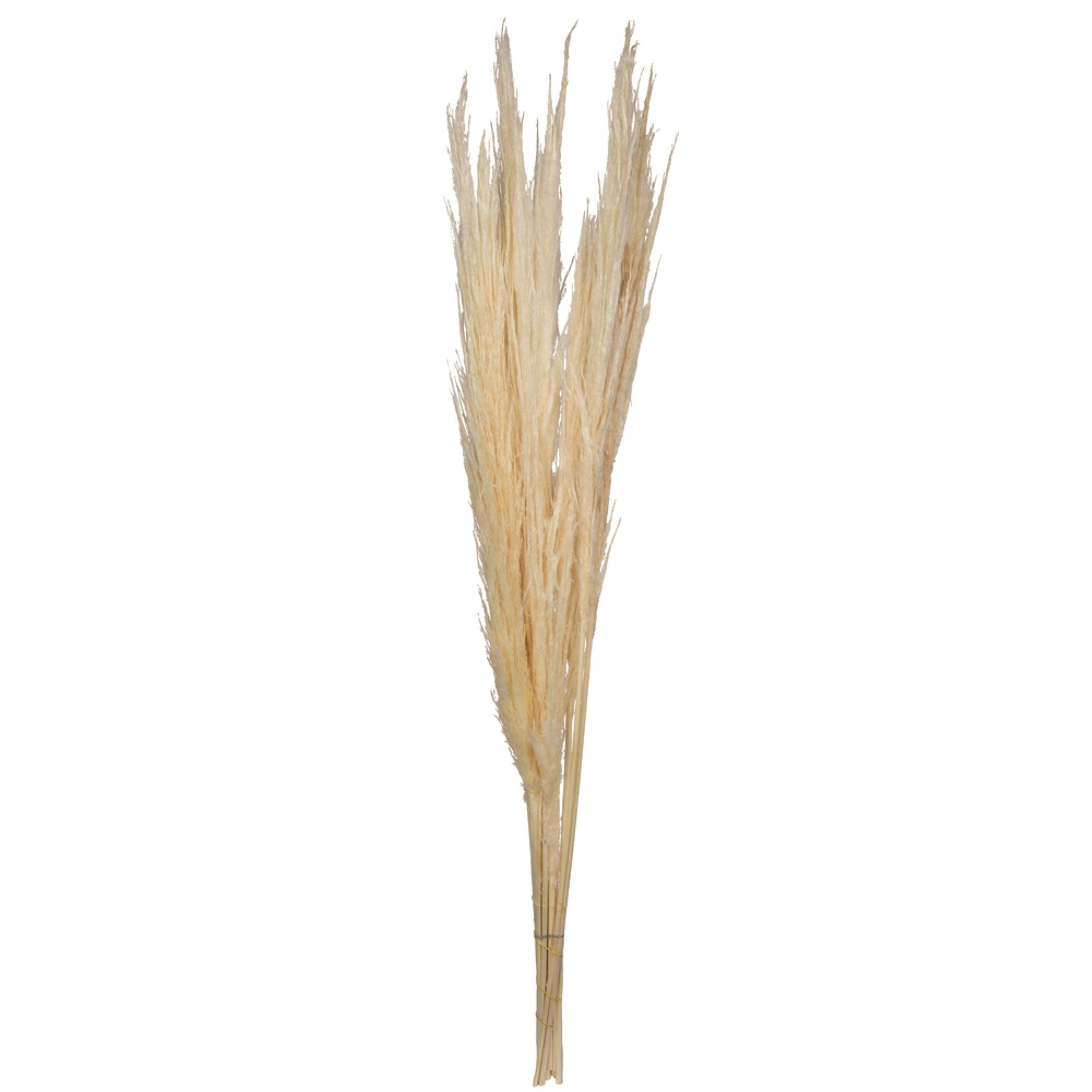 46” Bleached Pampas Grass 6Pk
