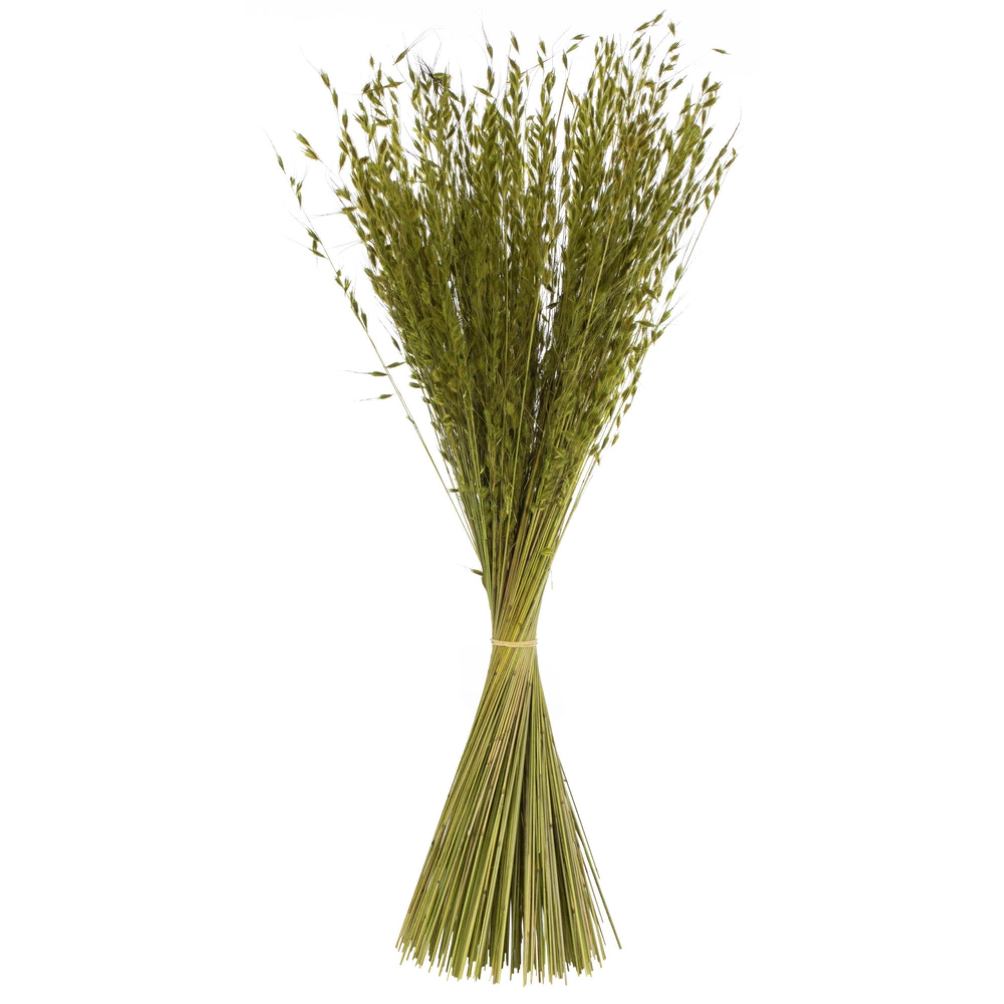 30” Basil Princess Grass 21oz