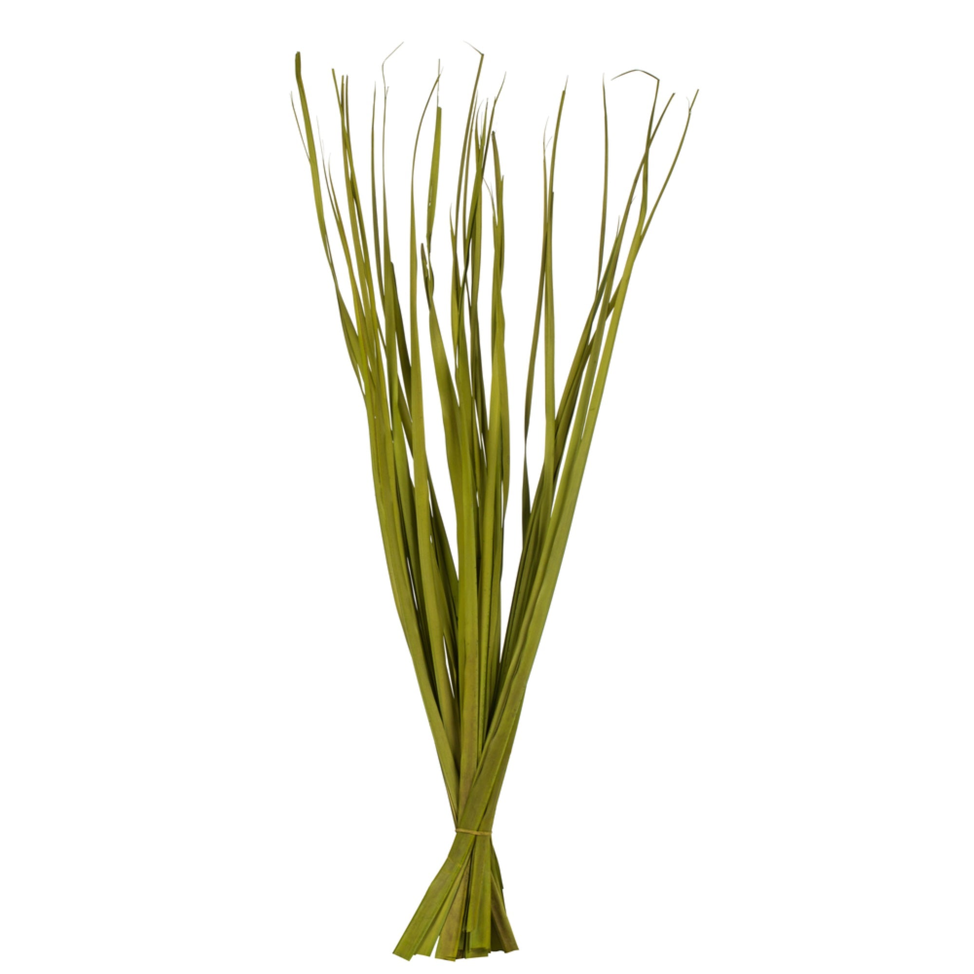Vickerman 36-40” Basil Rush Grass 7 oz Bundle Dried