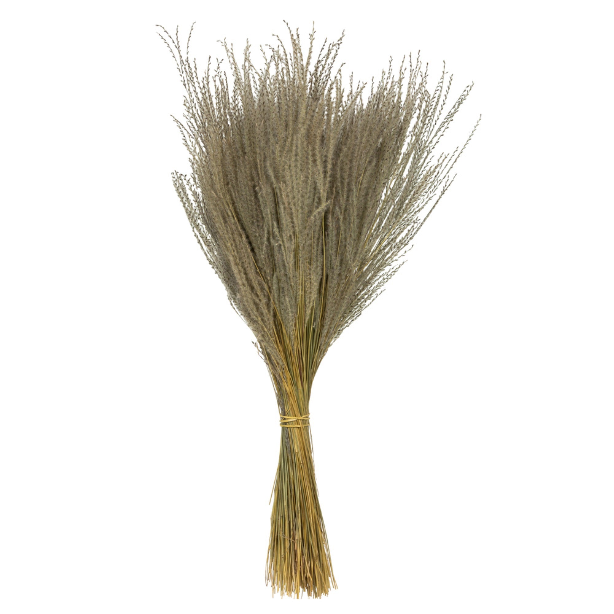 14-20” Natural Snowdrop Grass 9oz