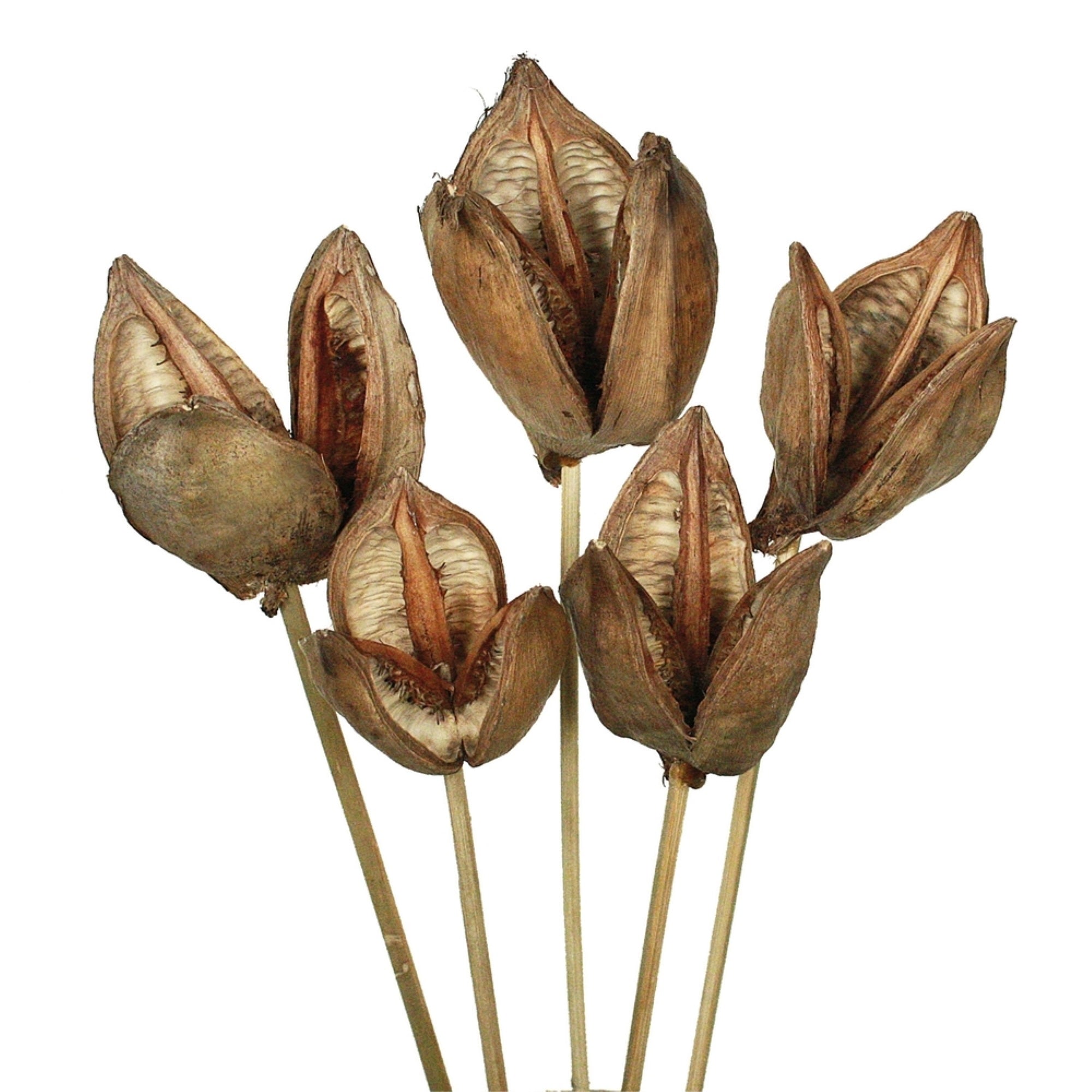 16” Natural Sora Pod on Stem - 5/Pk