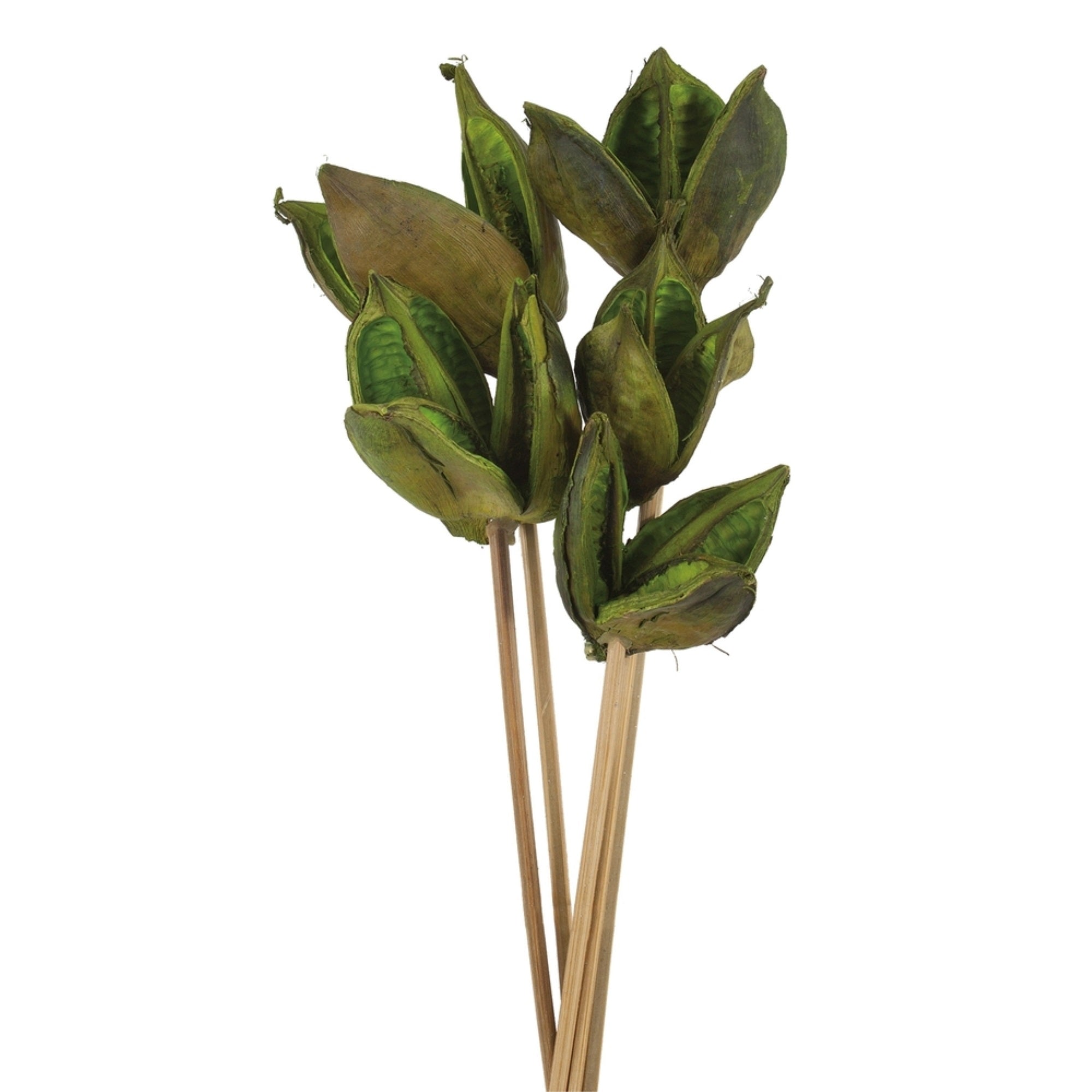 16” Basil Sora Pod on Stem - 5/Pk