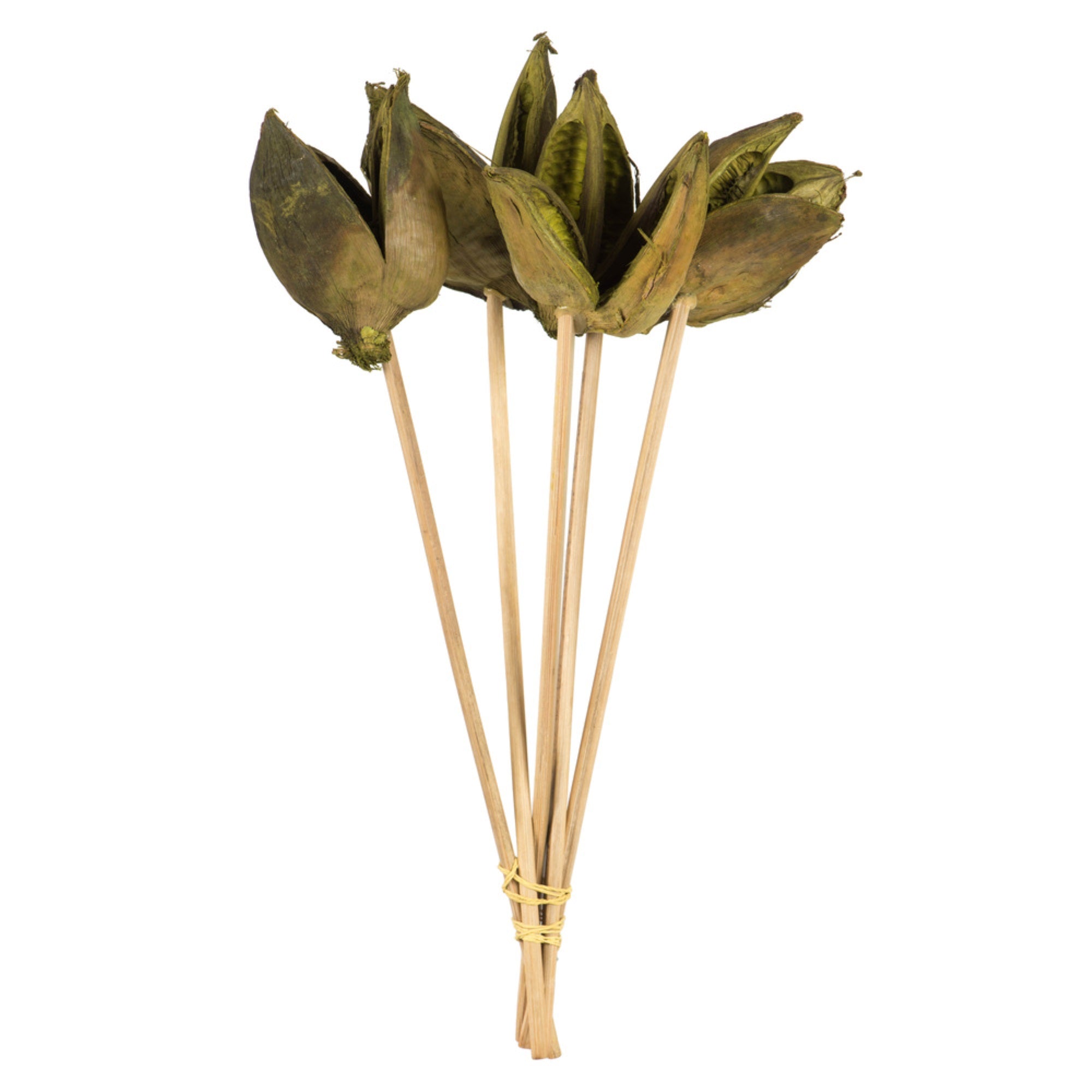 16” Light Basil Sora Pod on Stem - 5/Pk