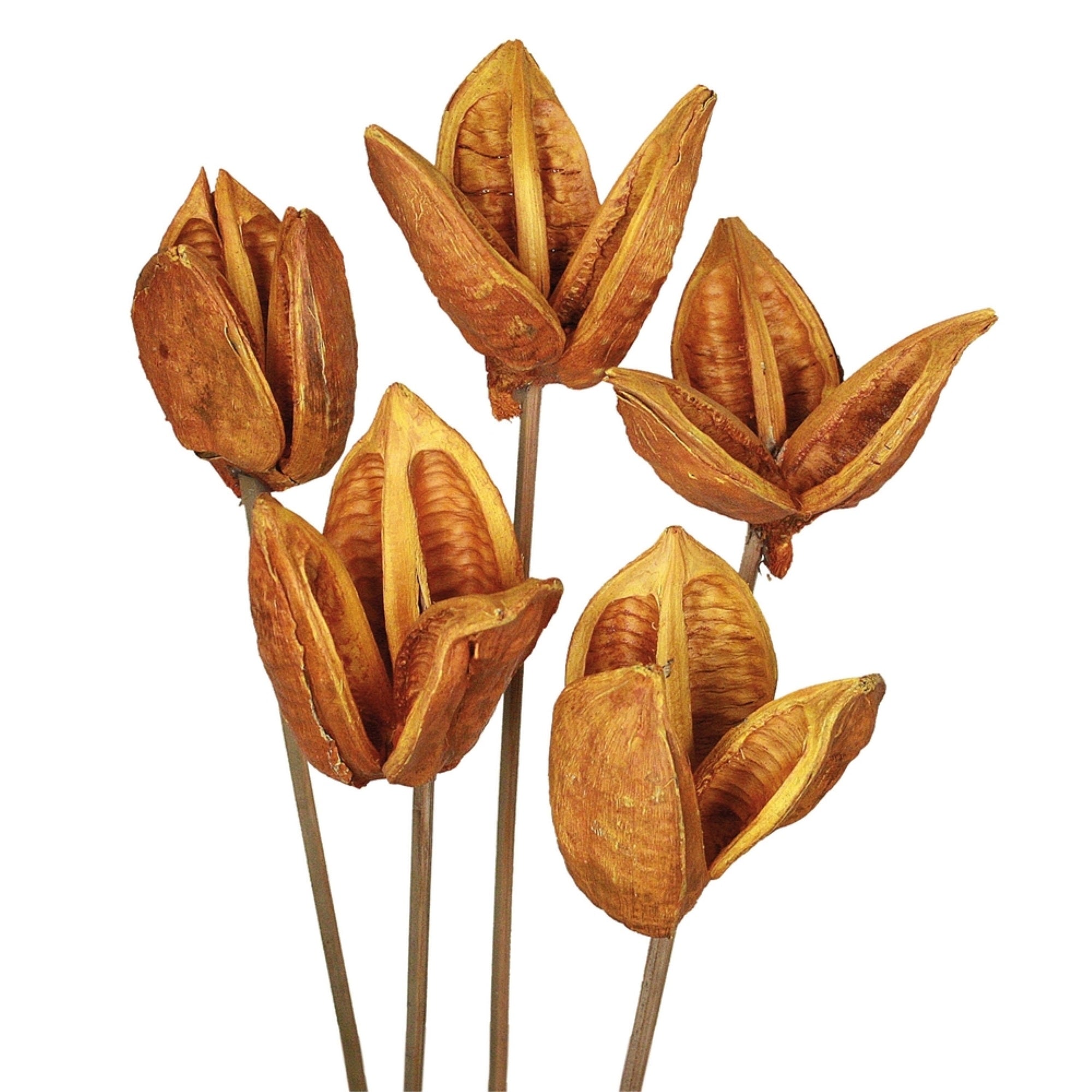 16” Aspen Gold Sora Pod Stem 10/Pk