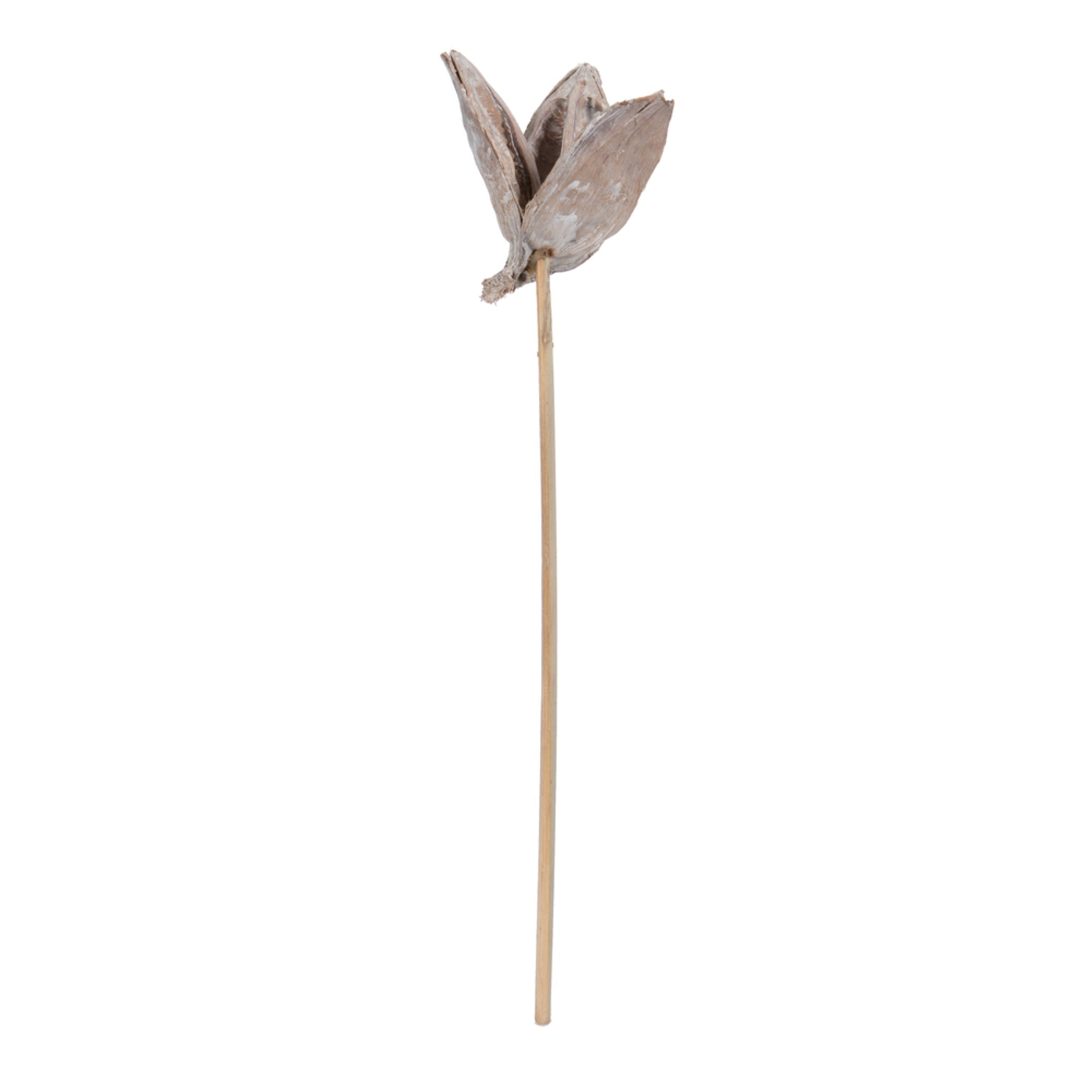 16” White Wash Sora Pod on Stem - 5/Pk