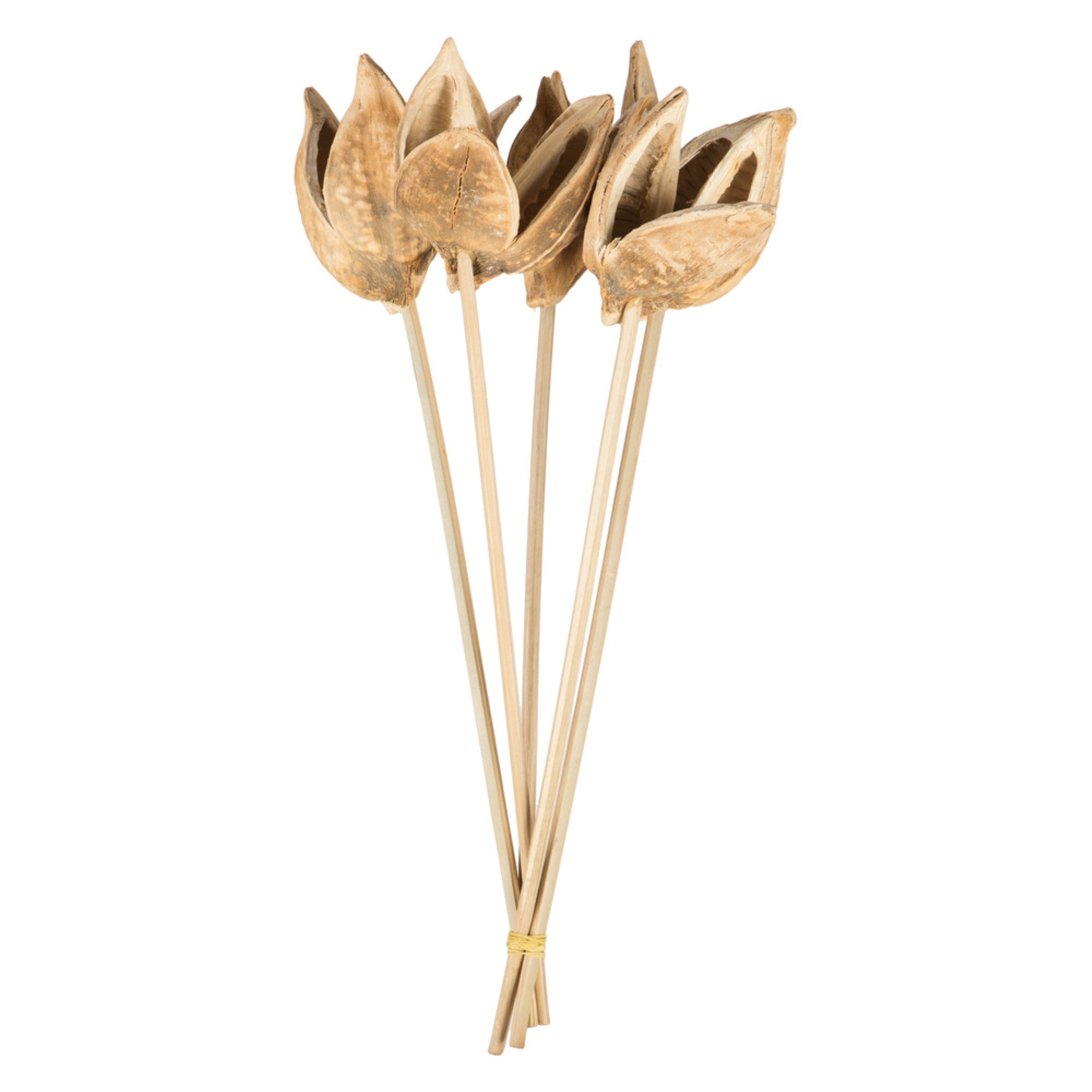 16” Bleached Sora Pod Stem 10/Pk