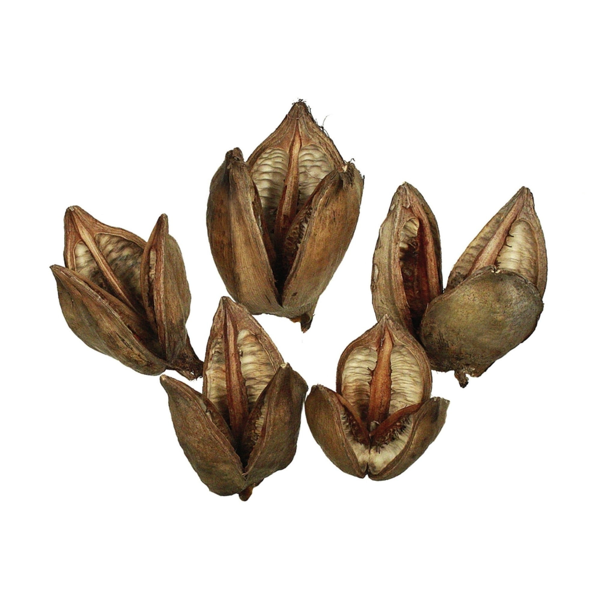 3-4” Natural Sora Pods 25/pk
