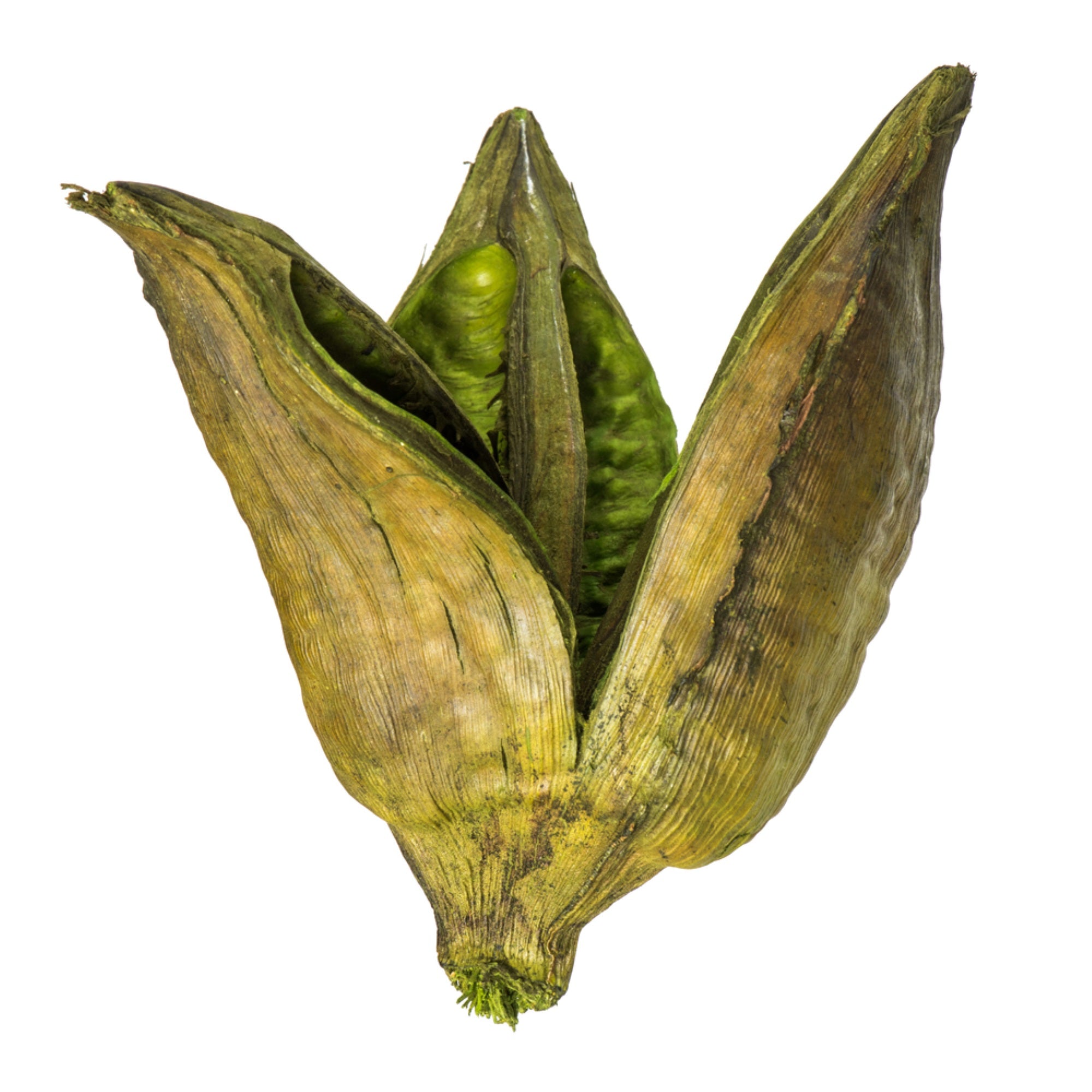 3-4” Basil Sora Pods 25Pk