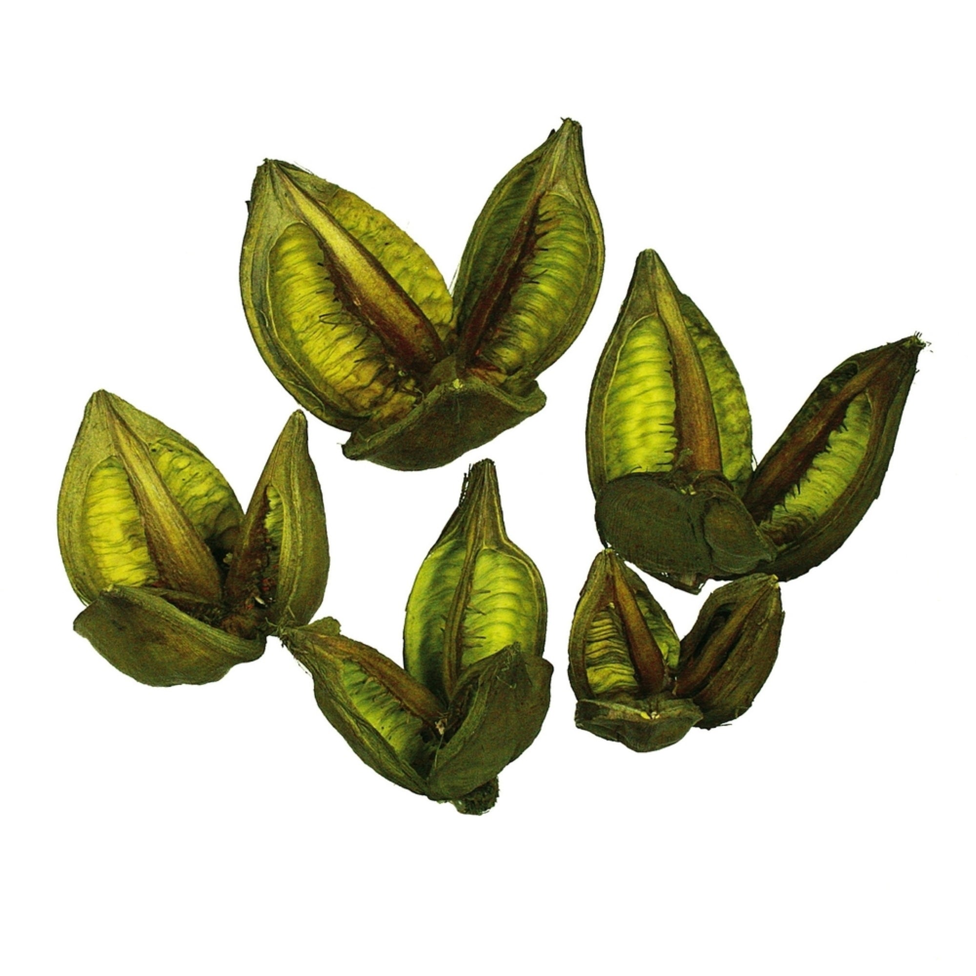 3-4” Light Basil Sora Pods 25Pk