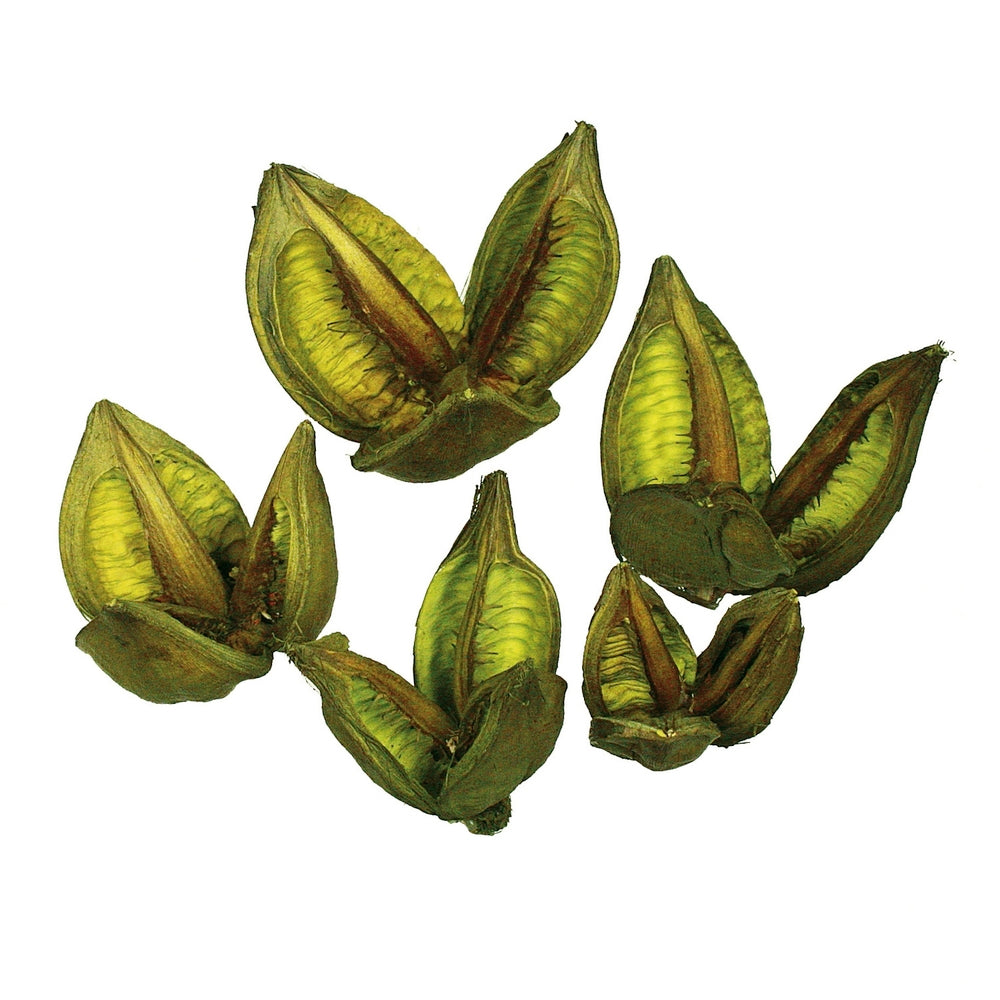 Vickerman 3-4” Light Basil Sora Pods 250/Bulk Case - H2SORB110
