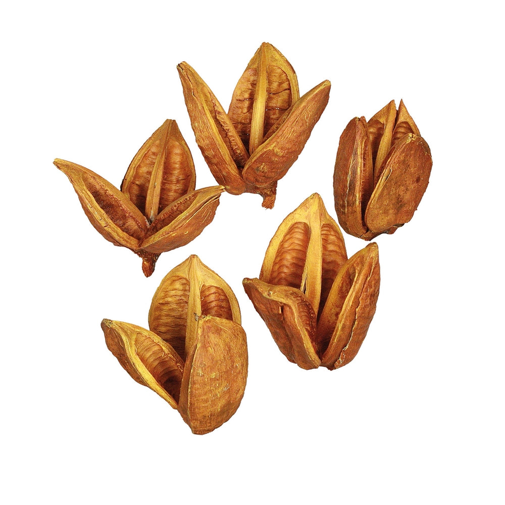 Vickerman 3-4” Aspen Gold Sora Pods 250/Bulk Case - H2SORB725