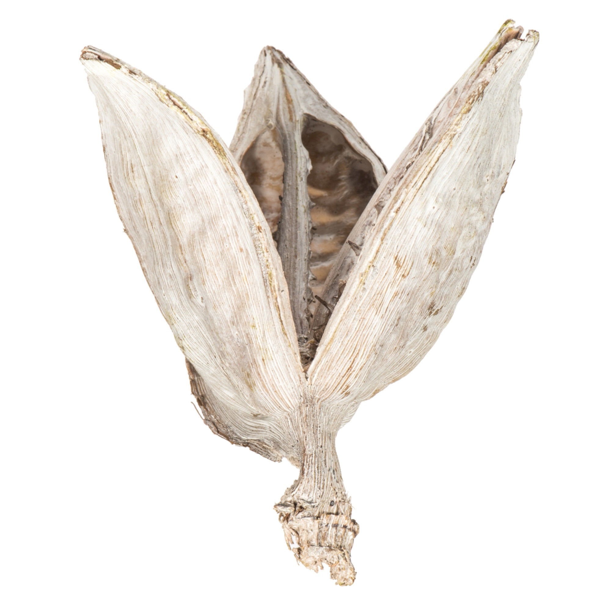 3-4” Bleached Sora Pods 25Pk