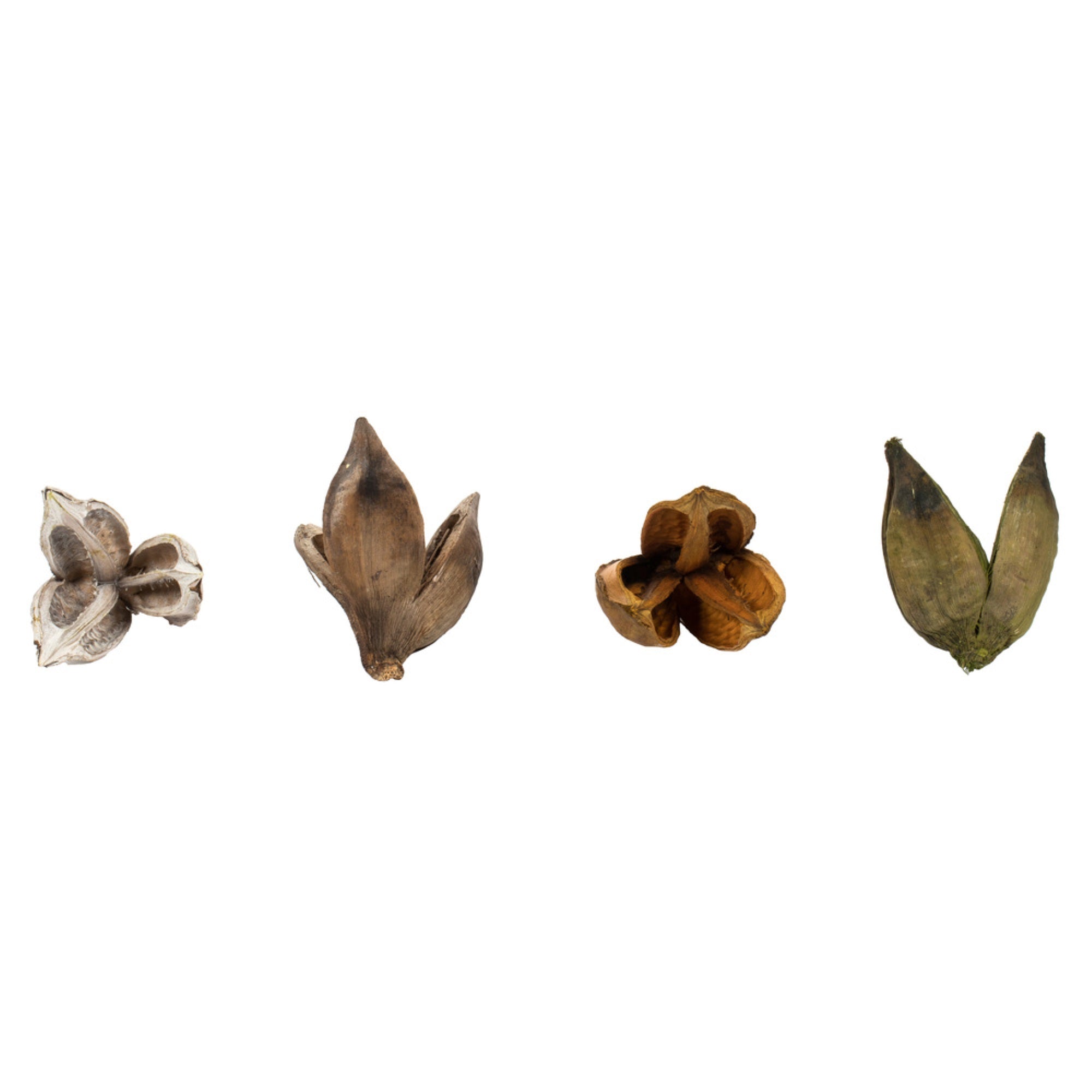 3-4” Assorted Sora Pods 25/pk