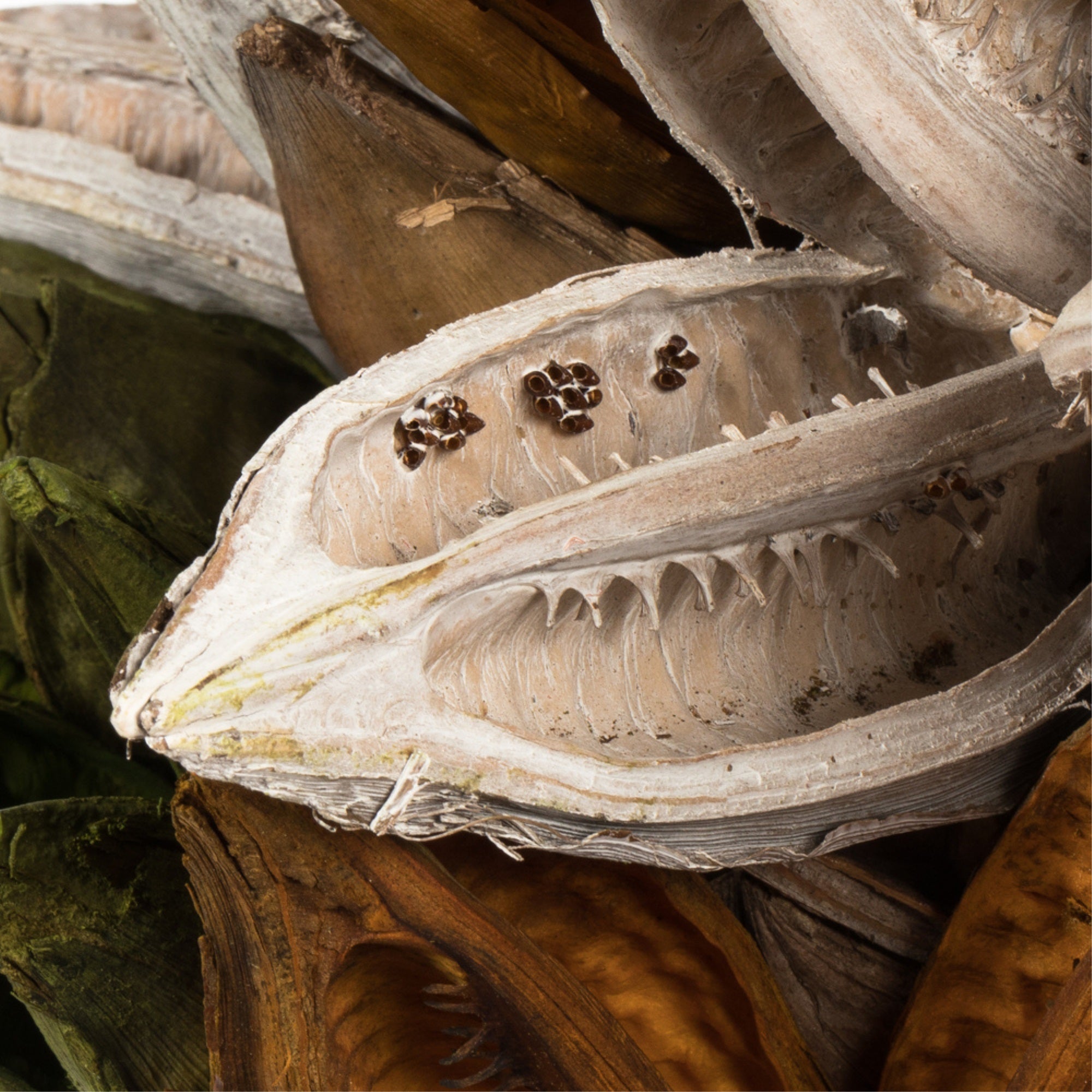 3-4” Assorted Sora Pods 25/Bulk Case