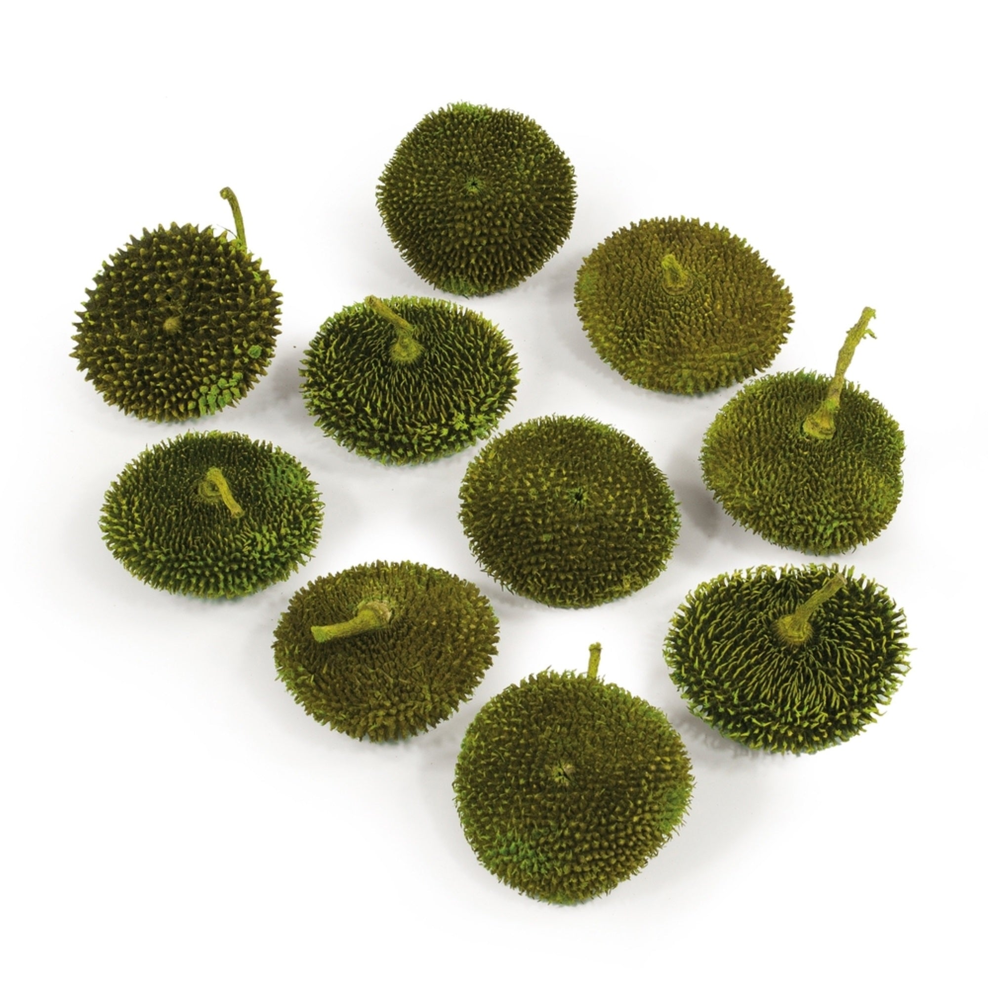 1.5-2” Basil Spiny Disc 10/Pack
