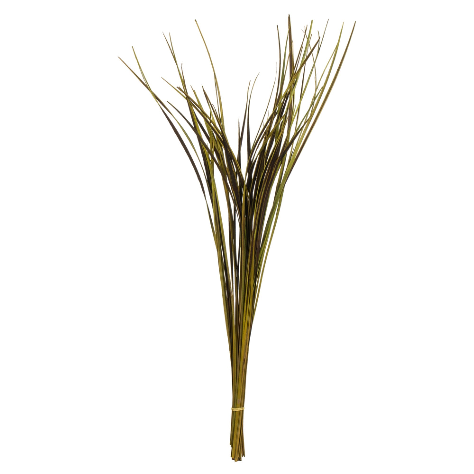 28” Basil Splinter Grass - 11 oz.