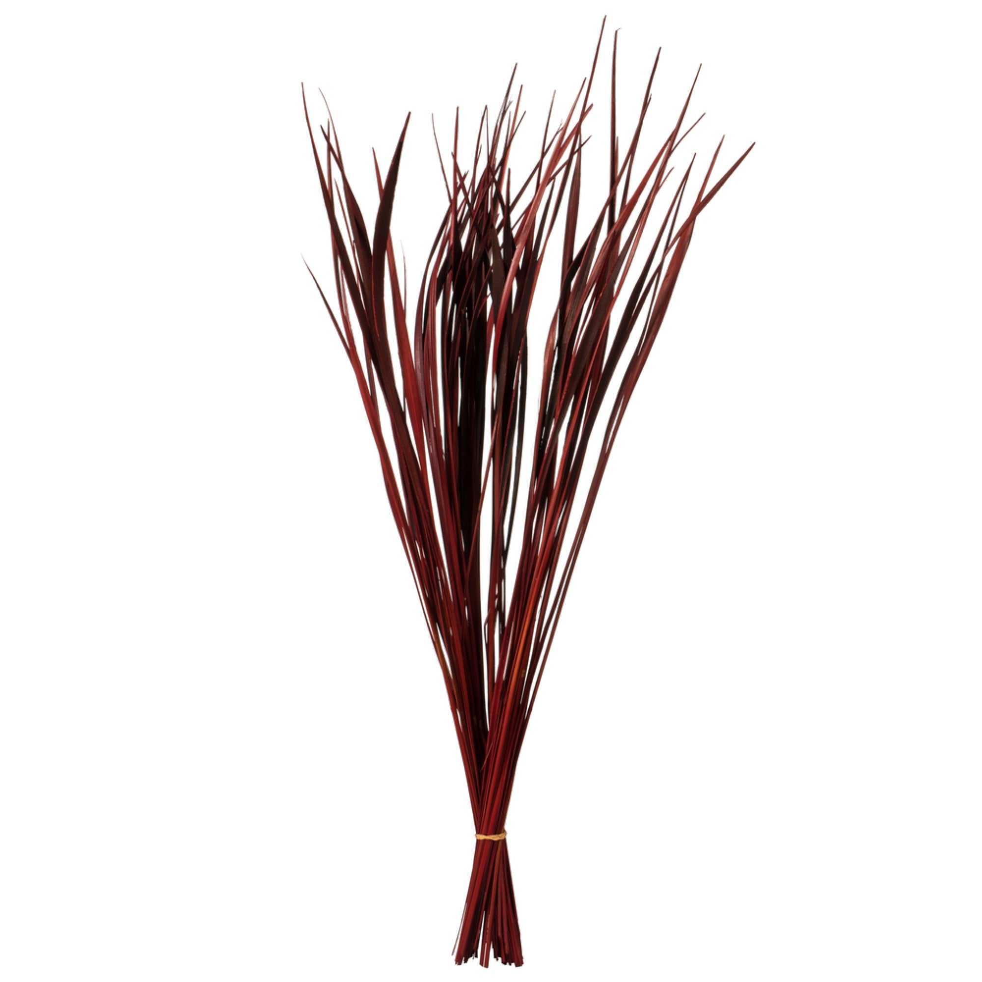 28” Red Splinter Grass - 11 oz.