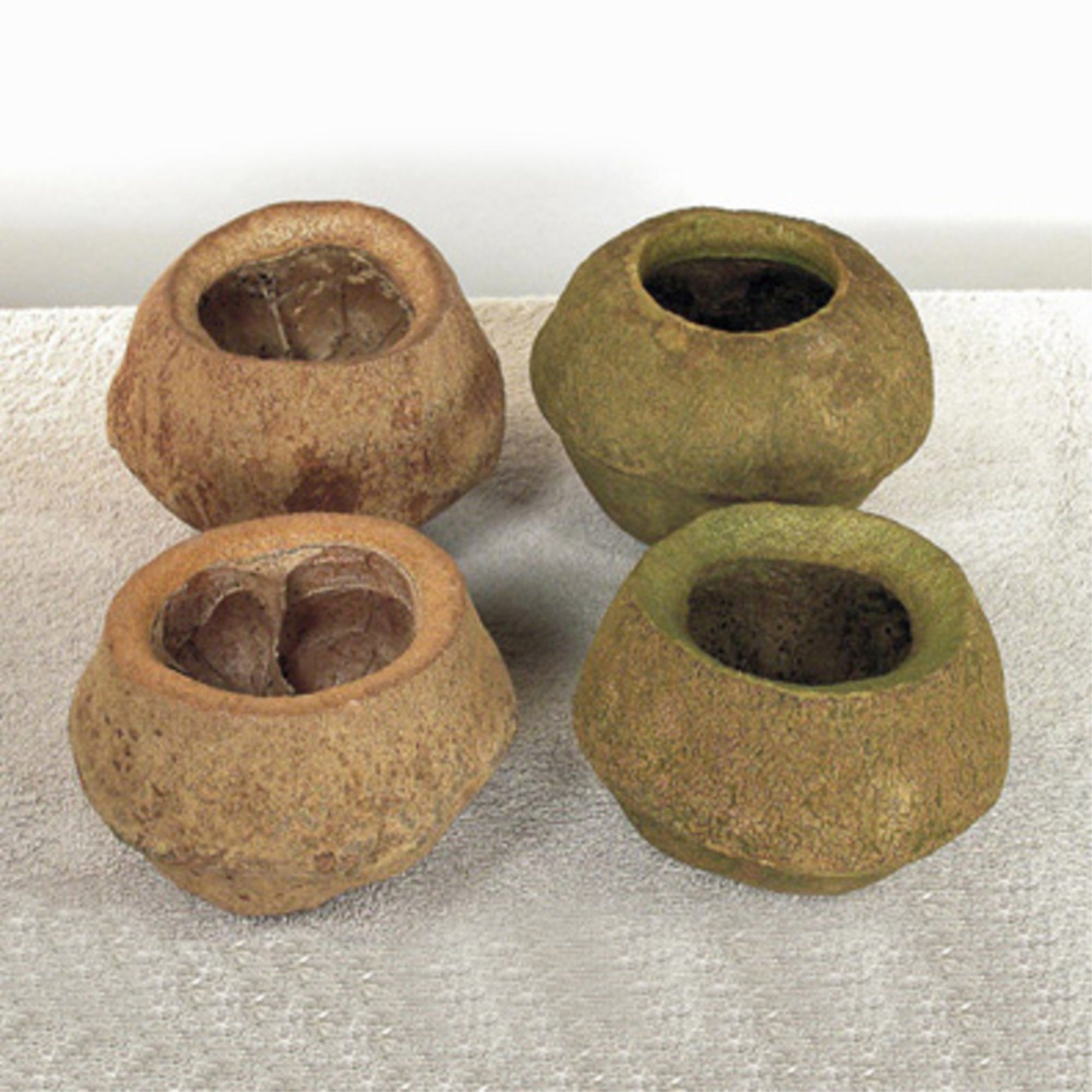 5” Natural Sapa Pod 3/pk