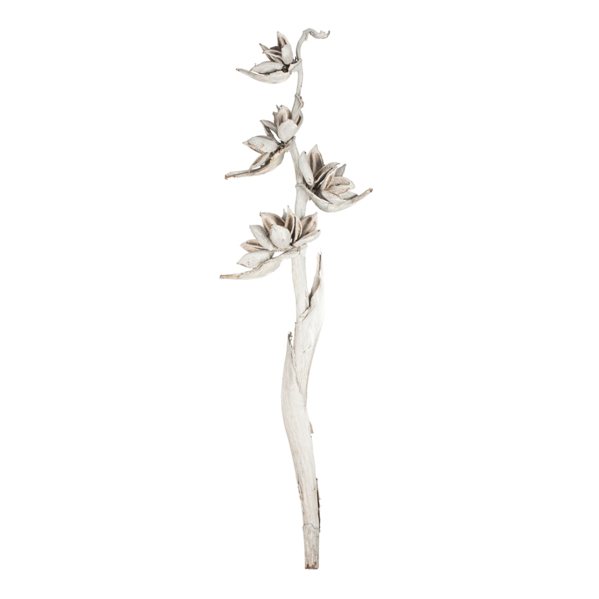 Vickerman 5-6' White Wash Star Pod Stalk 1 stalk Dried