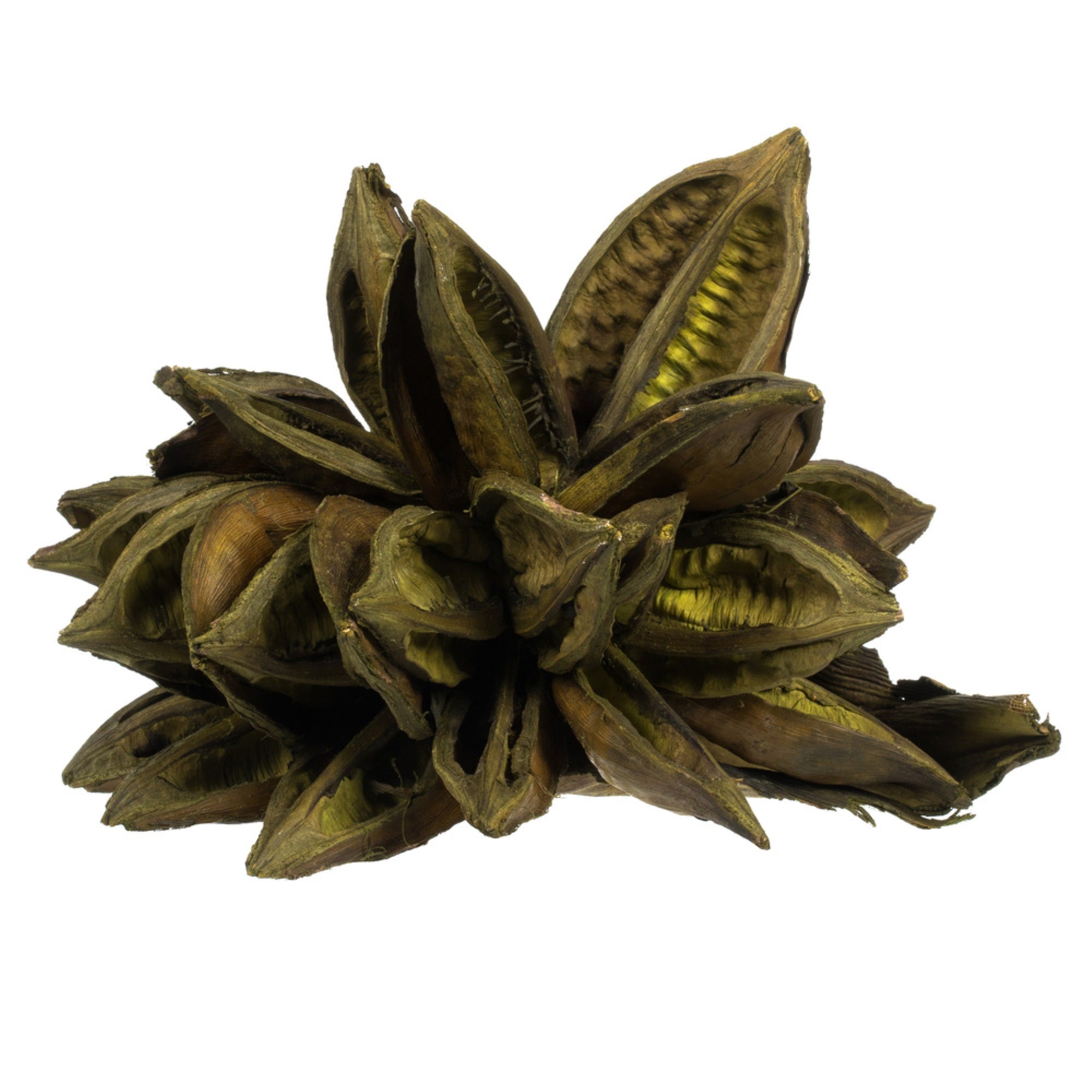 6” Basil Star Pod