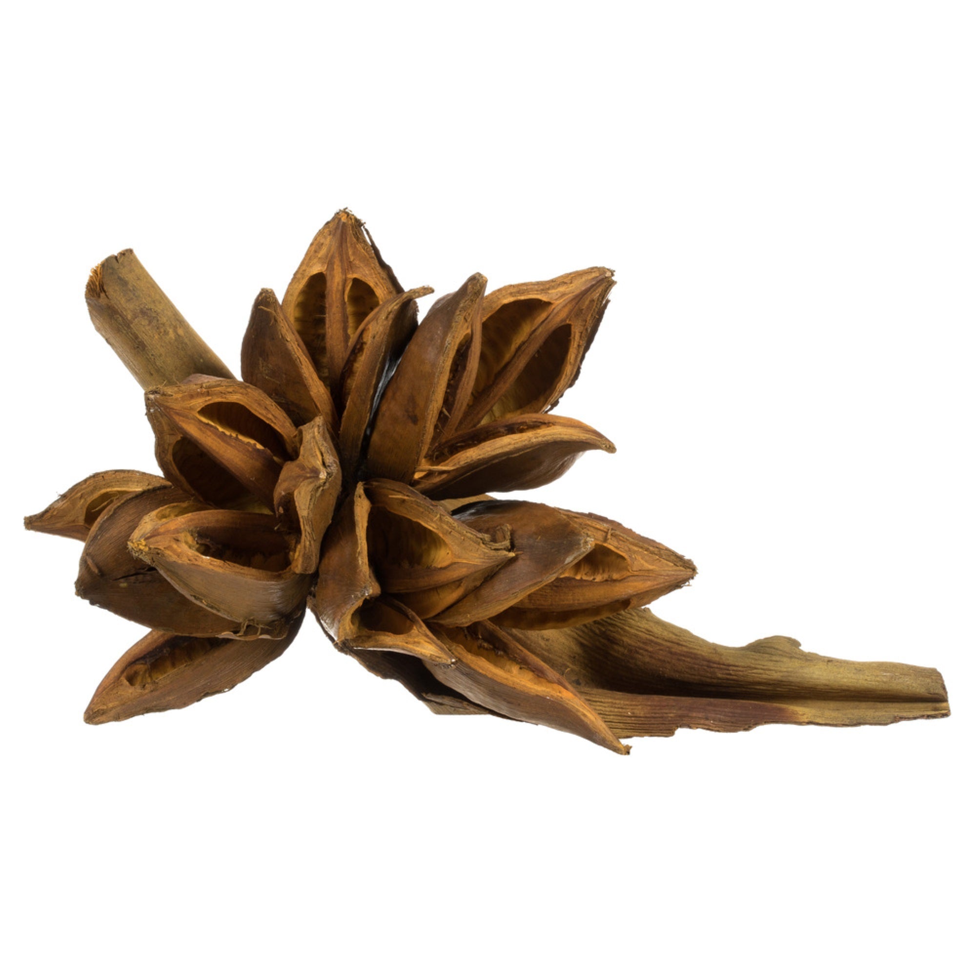 6” Aspen Gold Star Pod