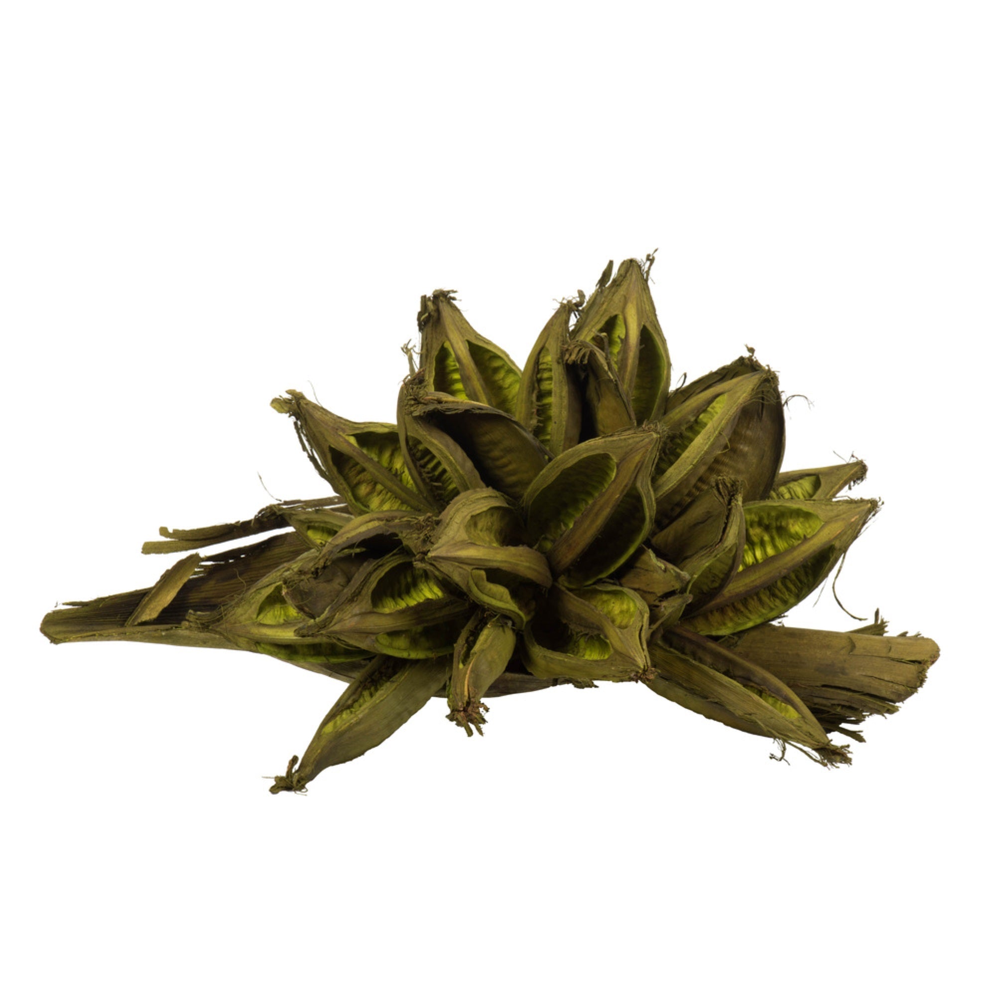 12-16” Basil Star Pod - 1Pc