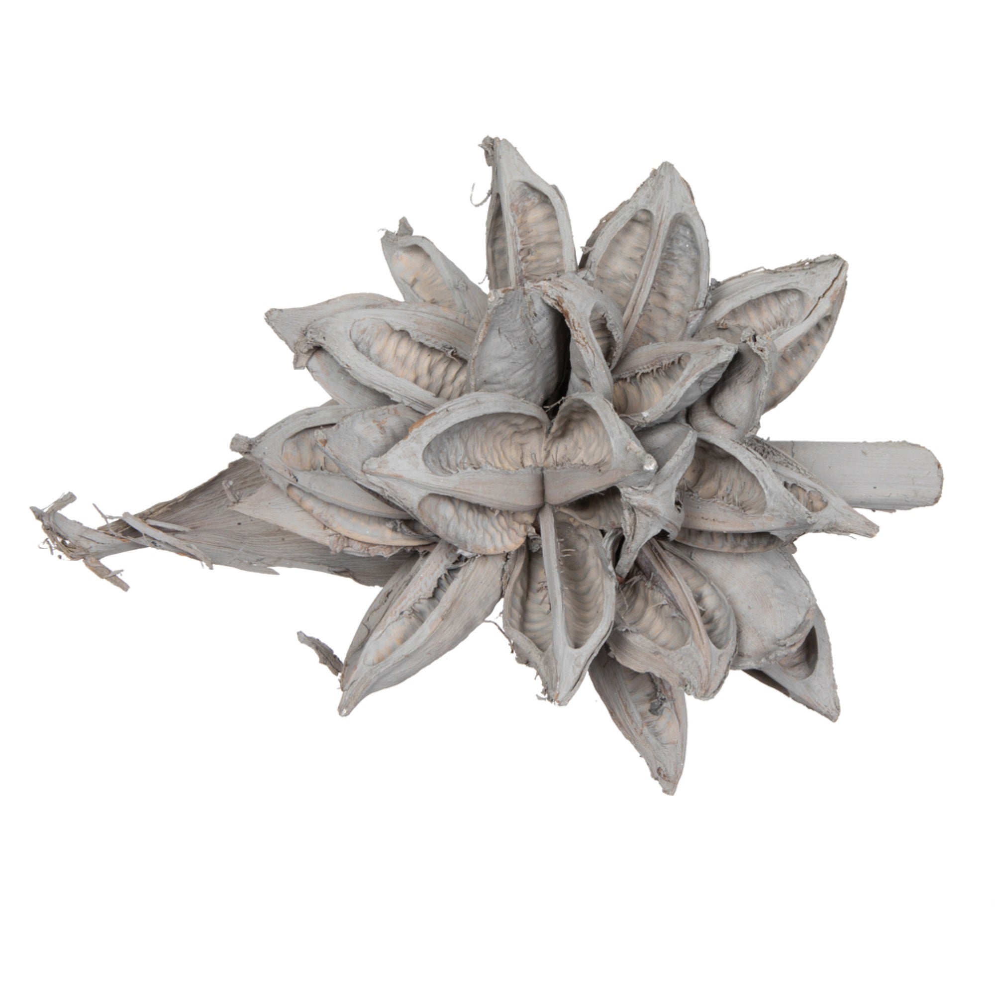 12-16” Grey Wash Star Pod - 1Pc