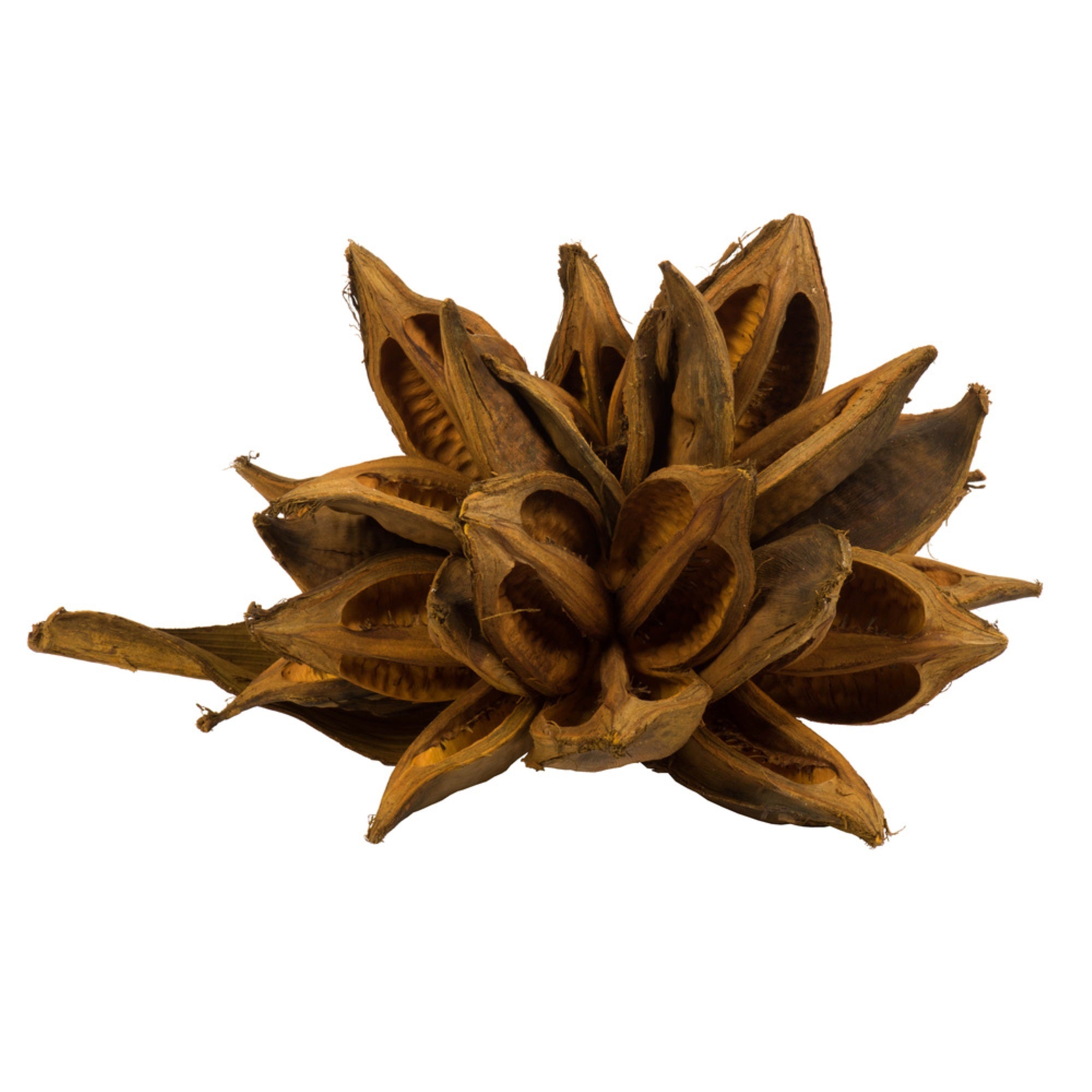 12-16” Aspen Gold Star Pod - 1Pc