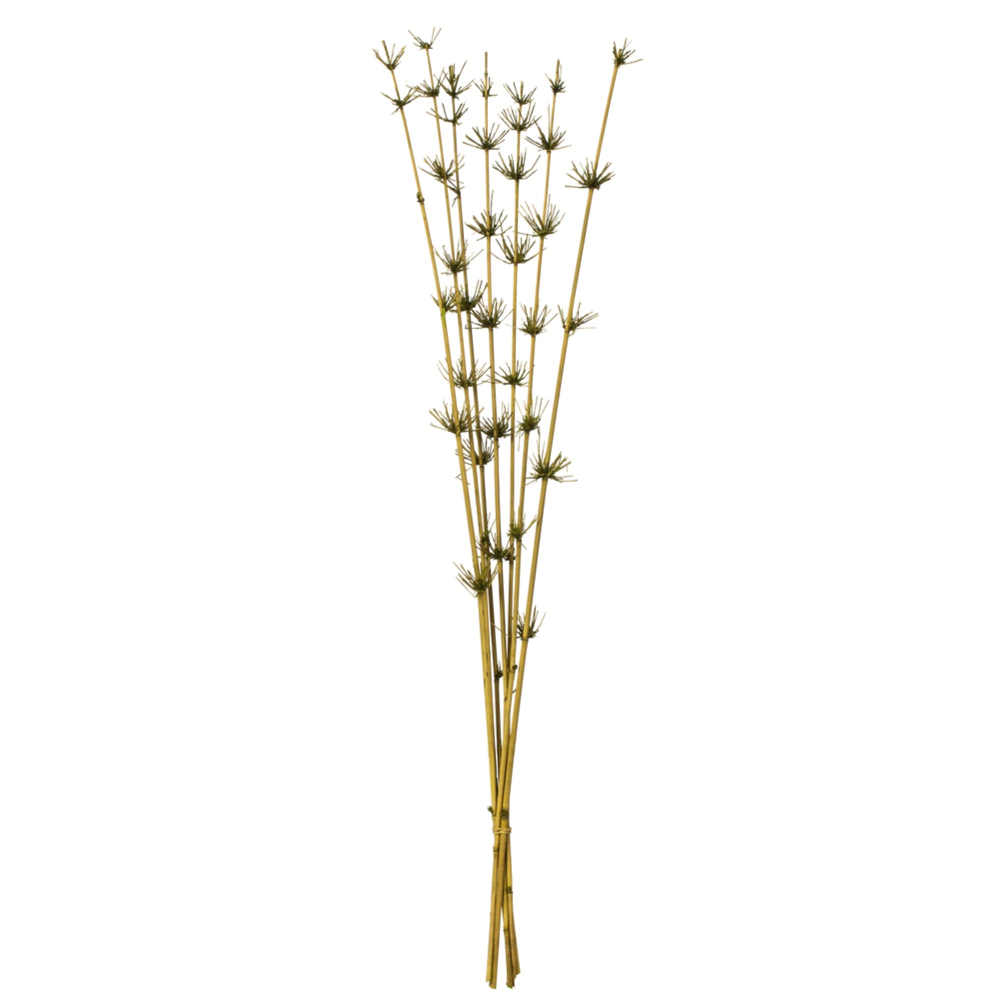 Vickerman 36-40” Basil Star Bamboo Reed 7 stems Dried