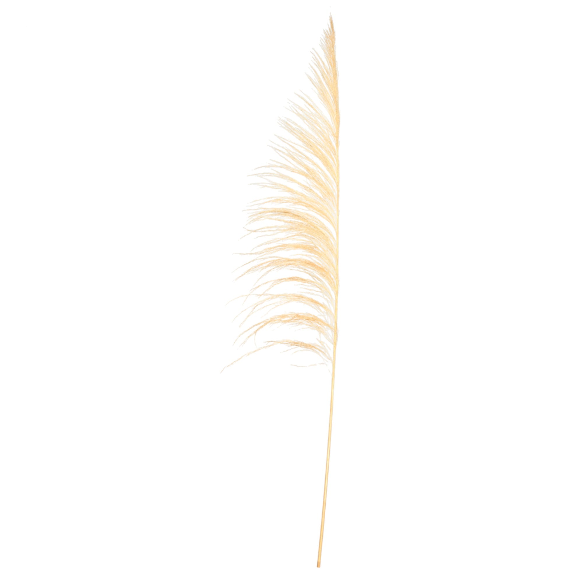 Vickerman 60-72” Bleached Uva Palm Spray standing between 60 to 72 inches tall. Pack of 10.