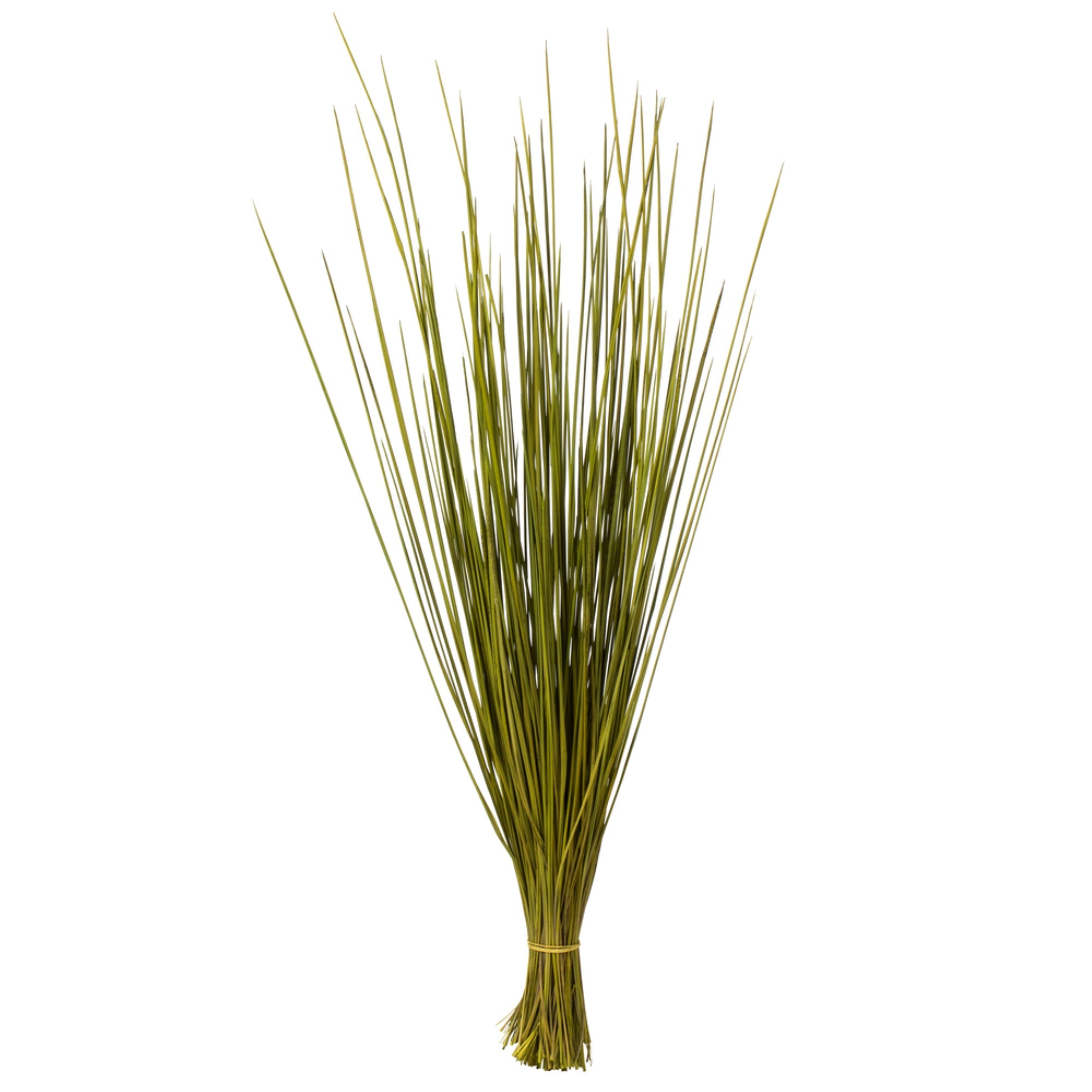 24-30” Basil Whip Grass Bundle - 8 oz.