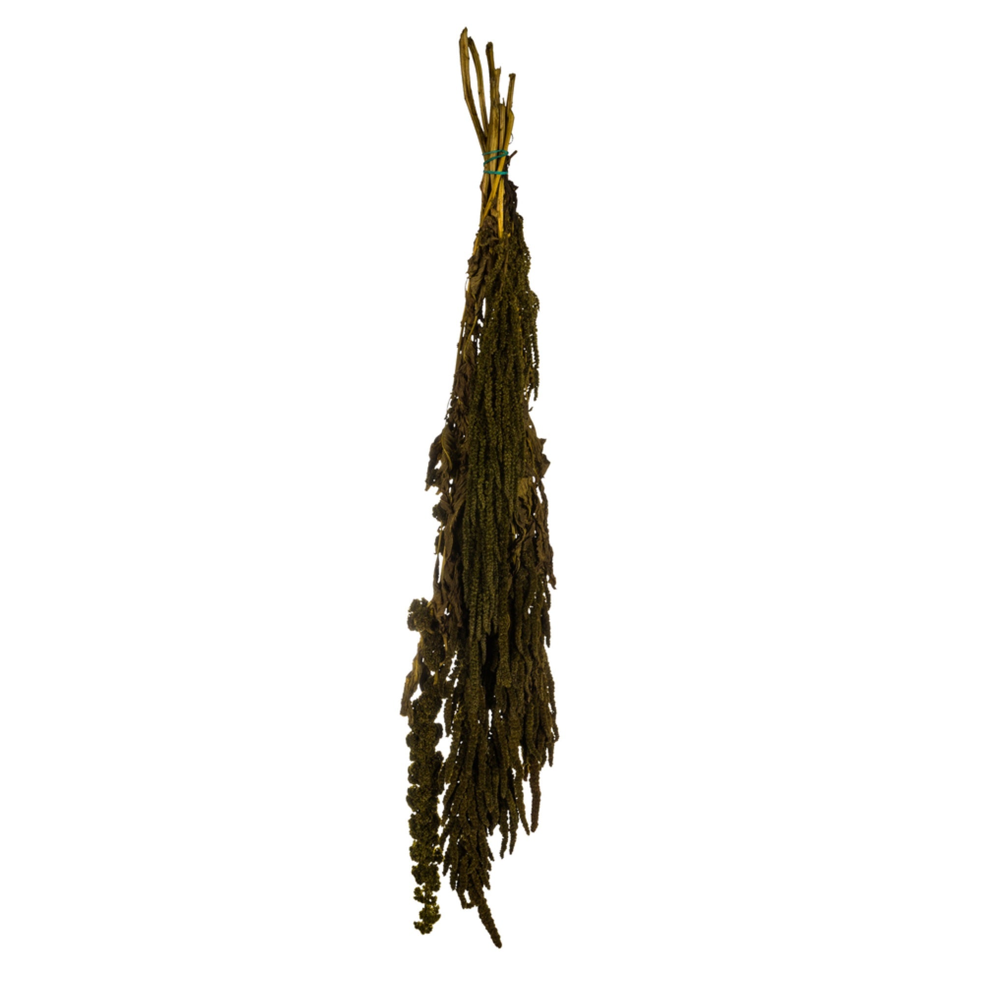 30” Light Green Amaranthus Bundle 7oz