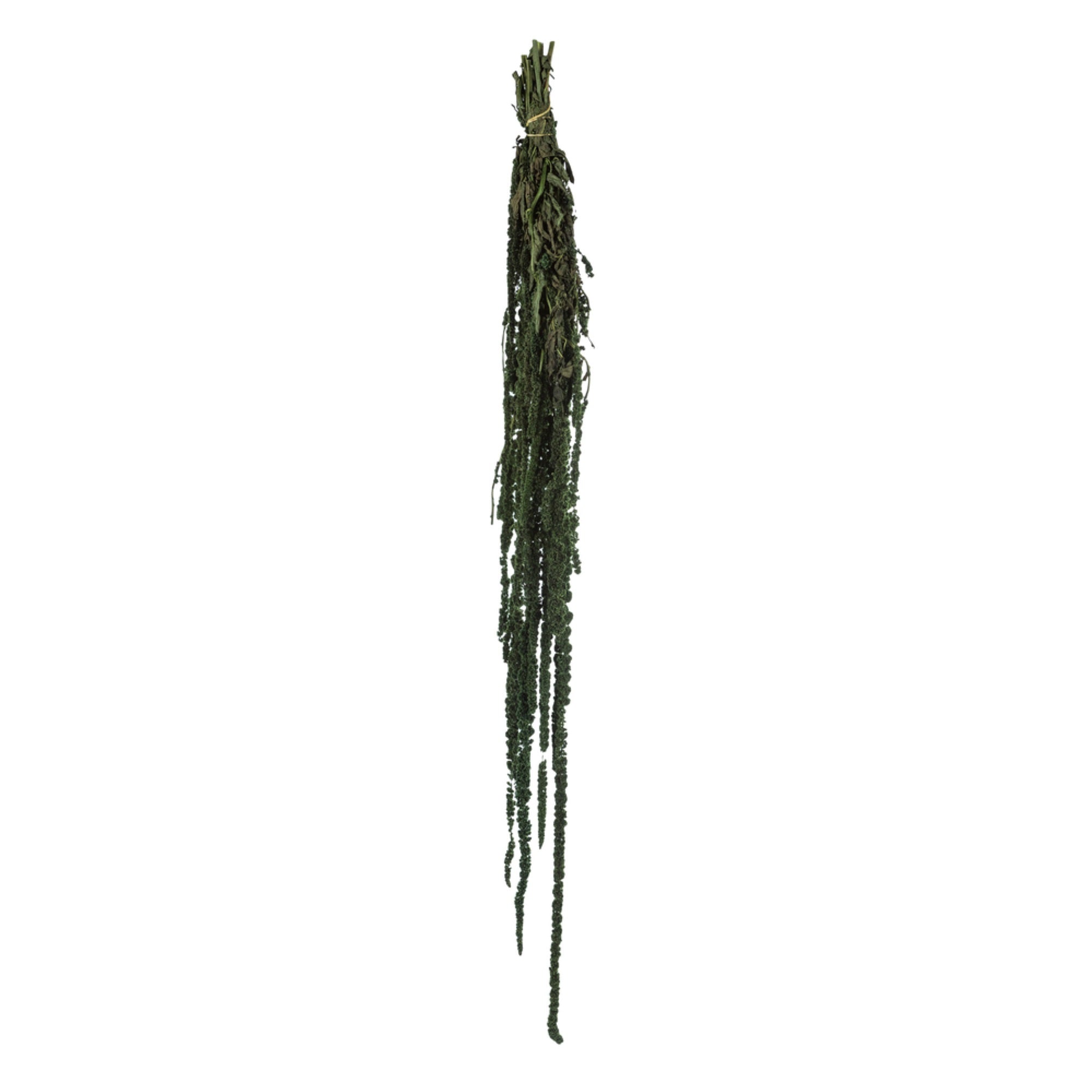 30” Green Amaranthus Bundle 7oz