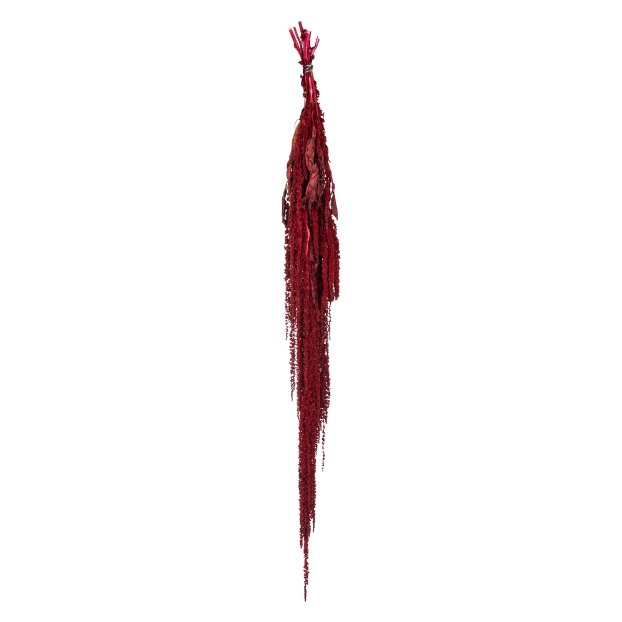 30” Merlot Amaranthus Bundle 7oz