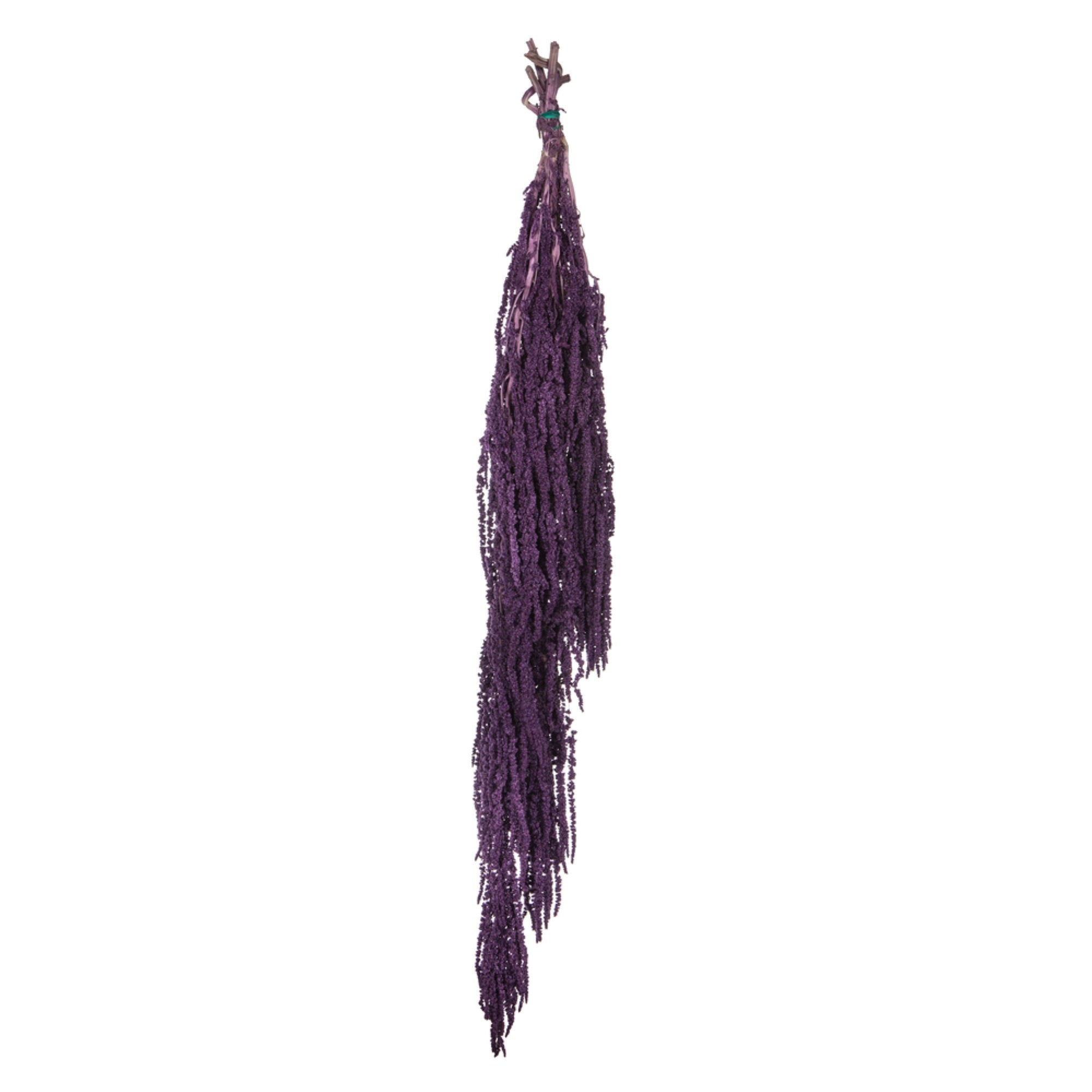 30” Violet Amaranthus Bundle 7oz